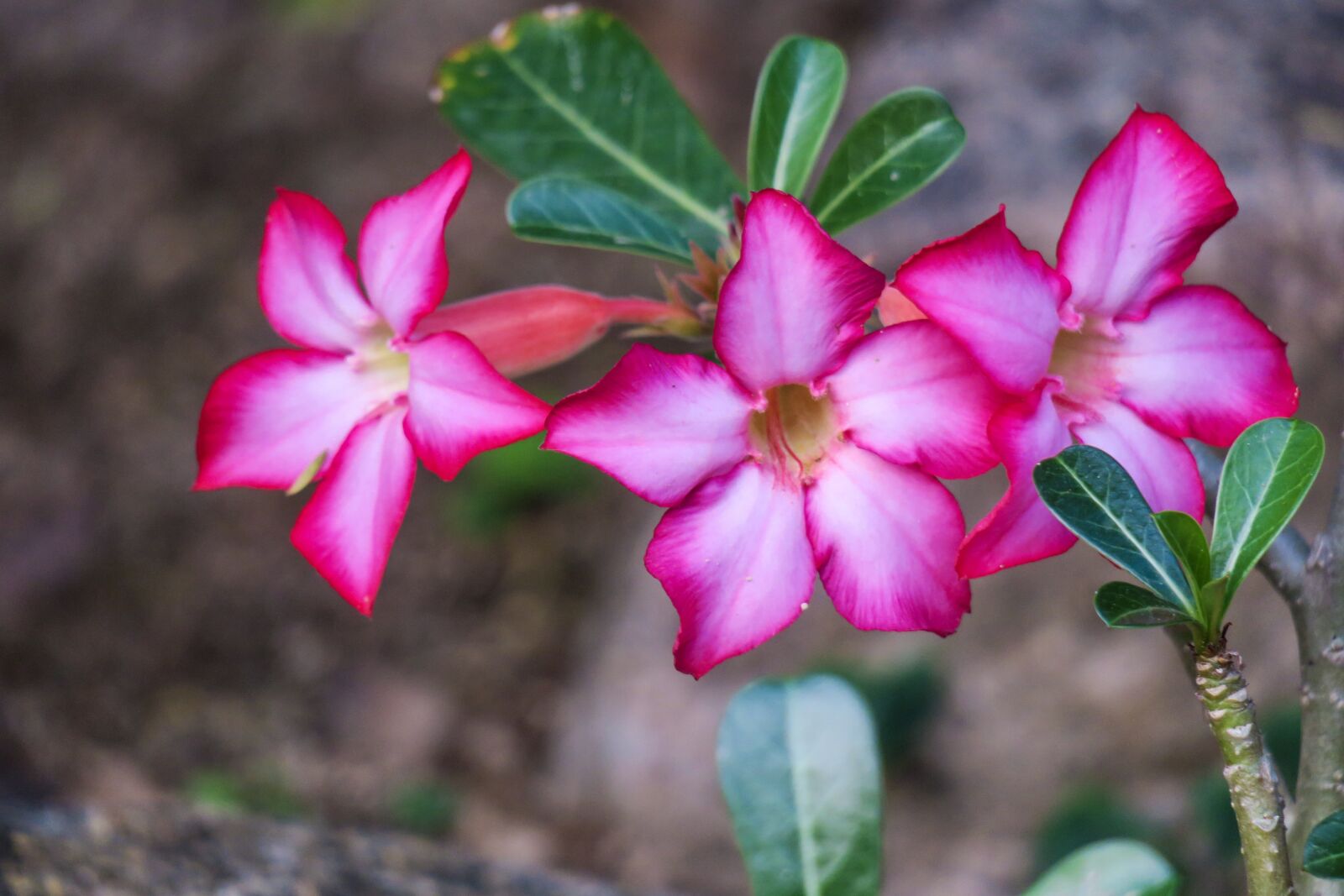 Canon PowerShot G3 X sample photo. Sand nine rose rose photography