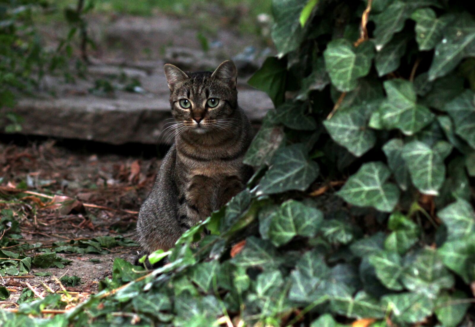 Canon EOS 700D (EOS Rebel T5i / EOS Kiss X7i) + Canon EF 85mm F1.8 USM sample photo. Cat, stripes, hidden photography