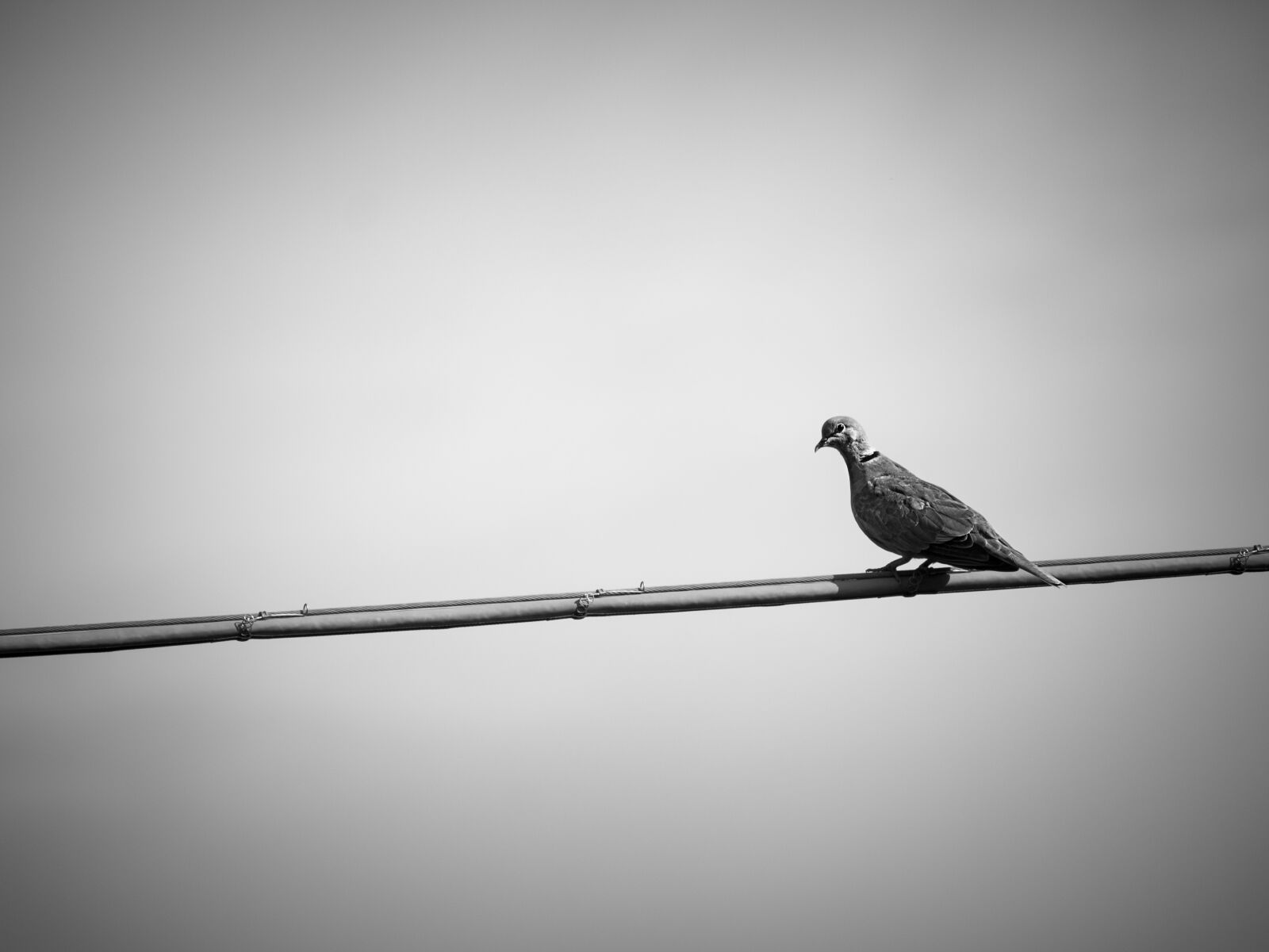 Canon EOS 1300D (EOS Rebel T6 / EOS Kiss X80) sample photo. Pigeon, bird, animal photography