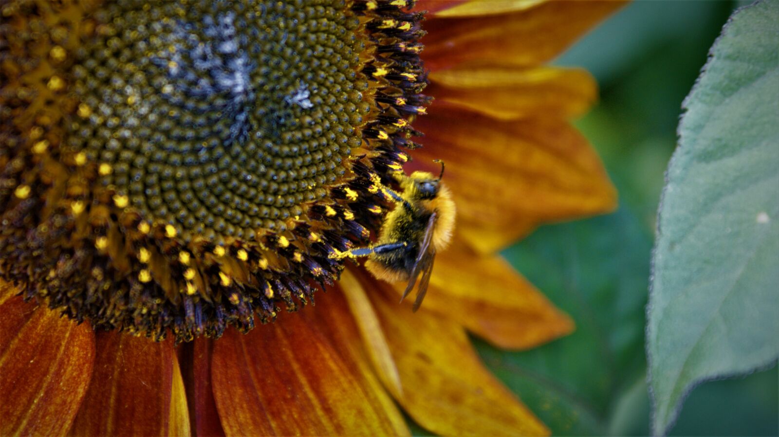 Sony Alpha DSLR-A350 sample photo. Sunflower, common carder bee photography