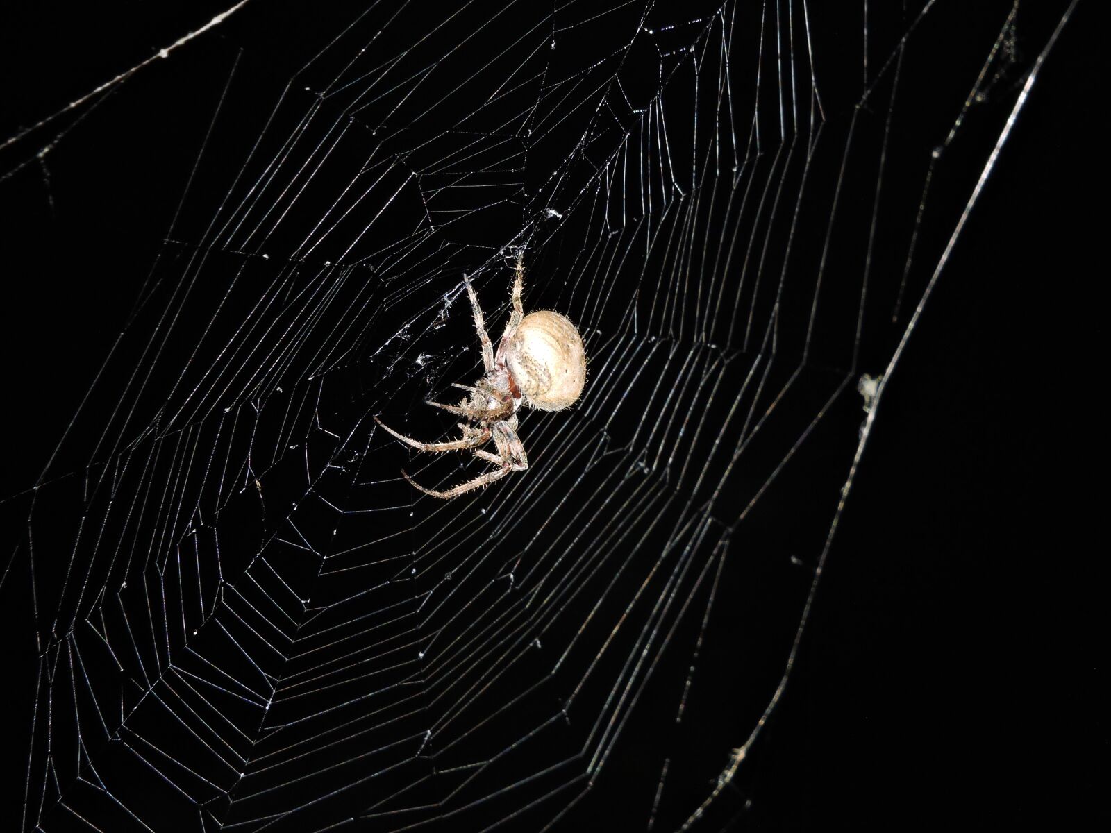 Nikon Coolpix P600 sample photo. Spider, web, insects photography