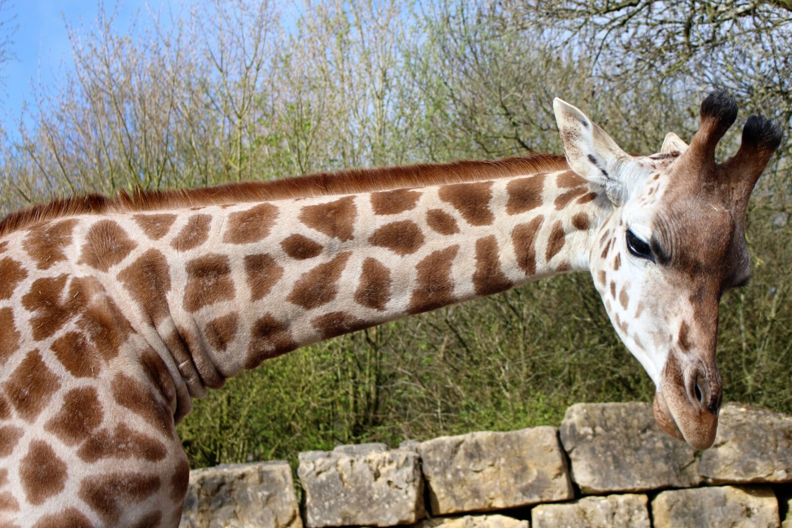 Canon EOS 100D (EOS Rebel SL1 / EOS Kiss X7) sample photo. Giraffe, long neck, animal photography