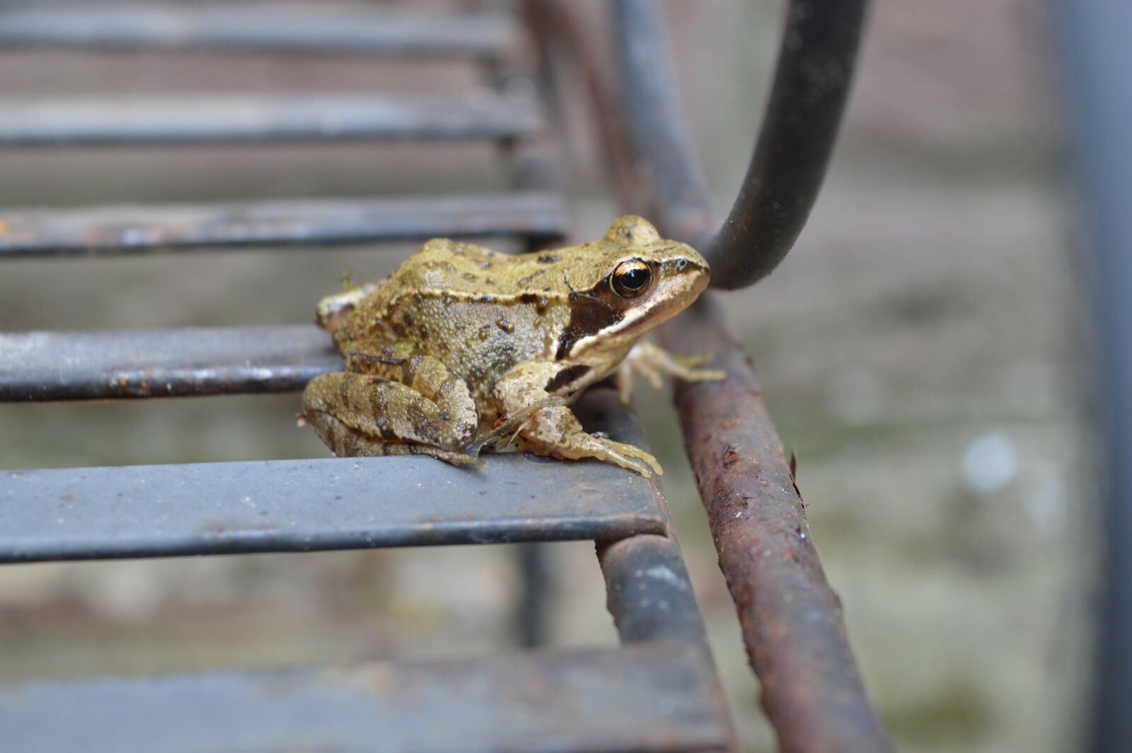 Nikon D3200 sample photo. Animal, frog, nature photography