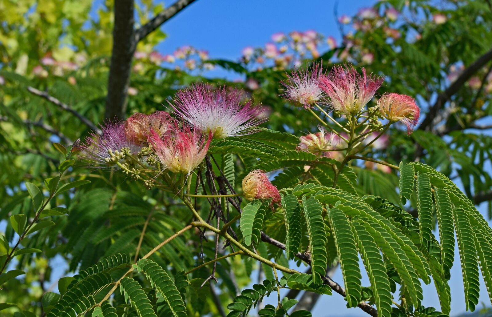 Nikon D3300 sample photo. Red mimosa, flower, blossom photography