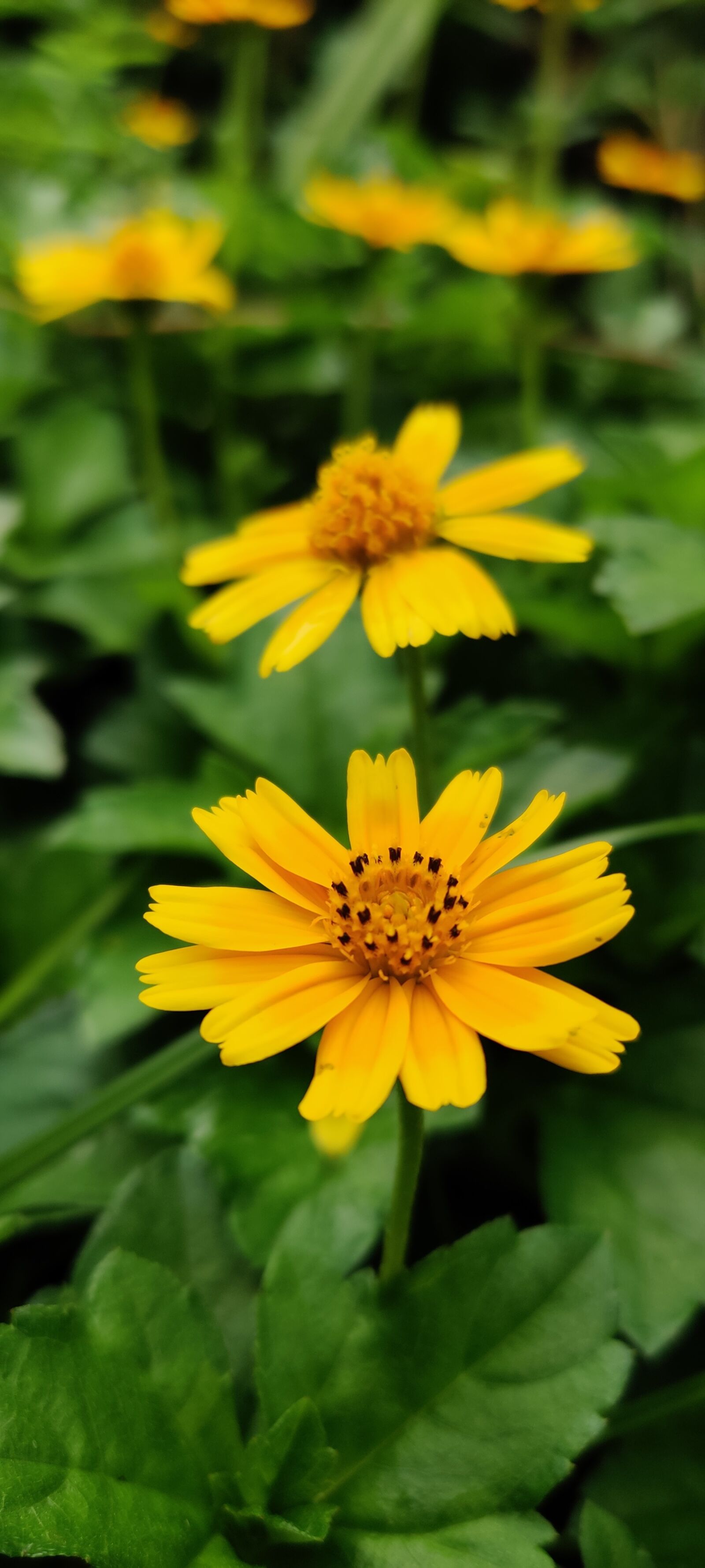 OnePlus HD1901 sample photo. Flower, yellow, day photography