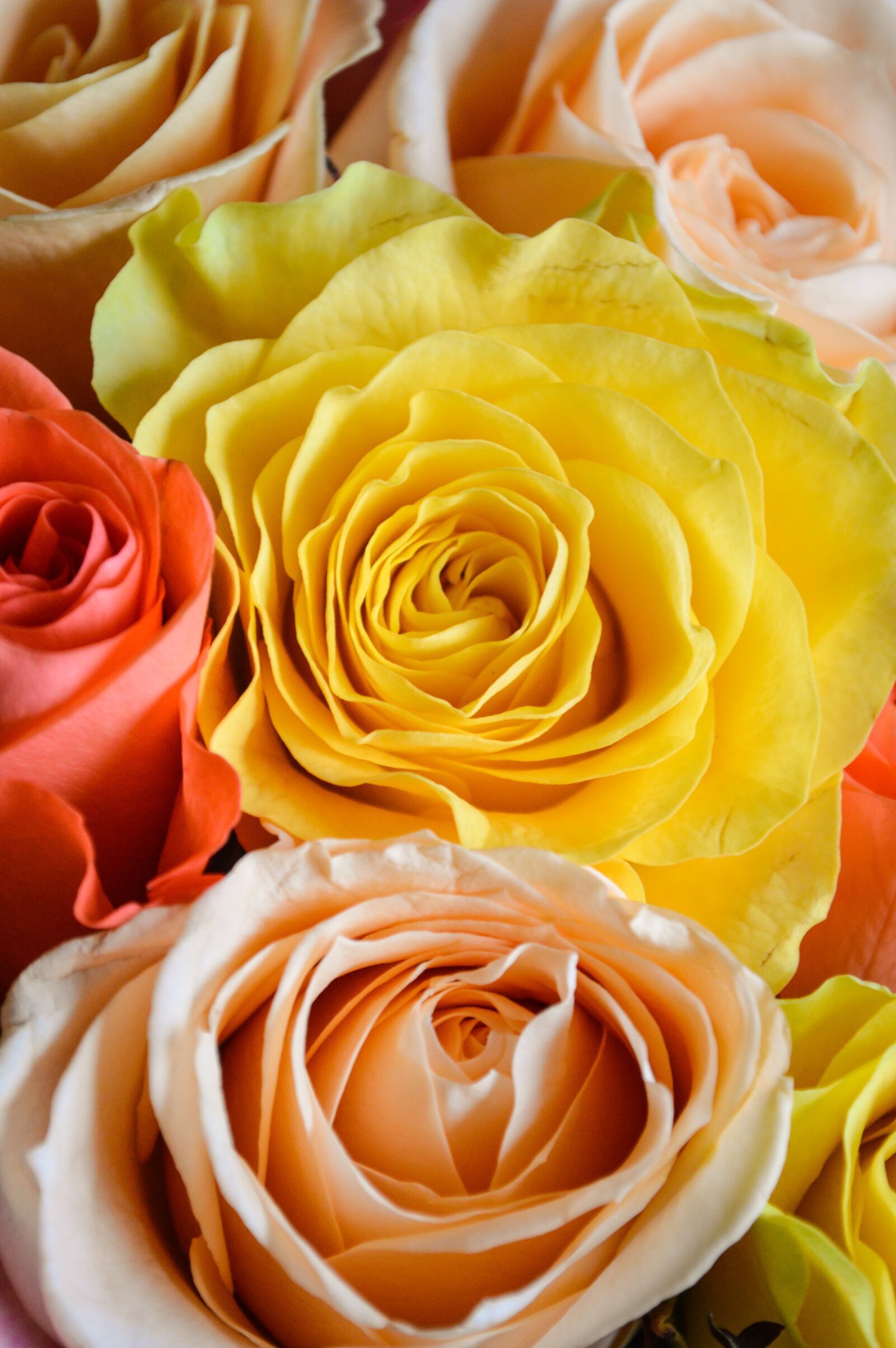 Nikon D3200 sample photo. Roses, bouquet, flowers photography