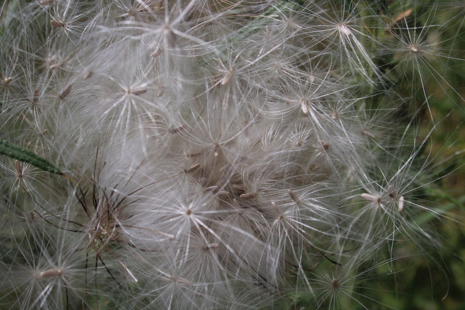 Canon EF-S 18-55mm F3.5-5.6 sample photo. Seed heads, pattern, nature photography