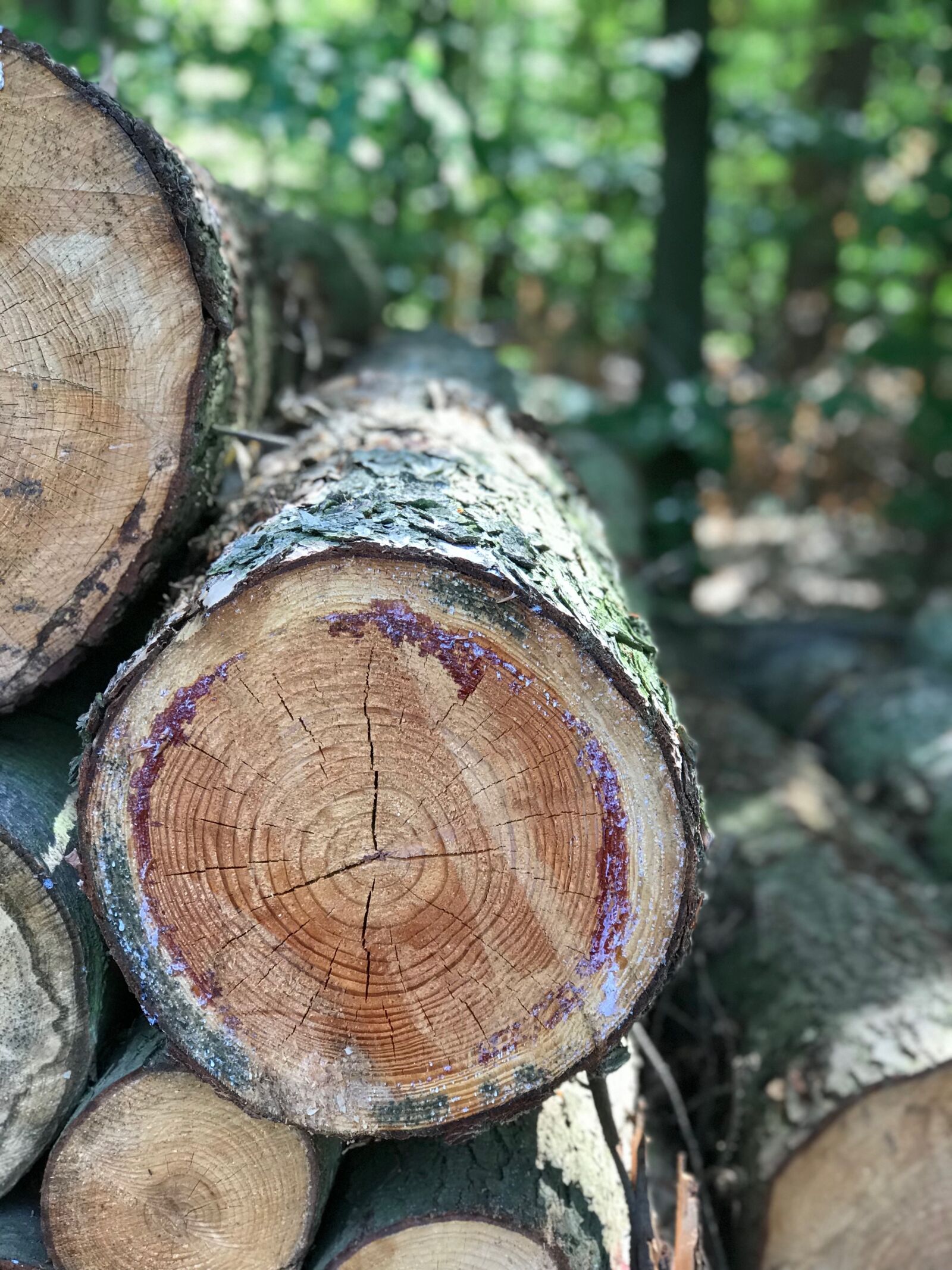 iPhone 7 Plus back dual camera 6.6mm f/2.8 sample photo. Wood, forest, nature photography