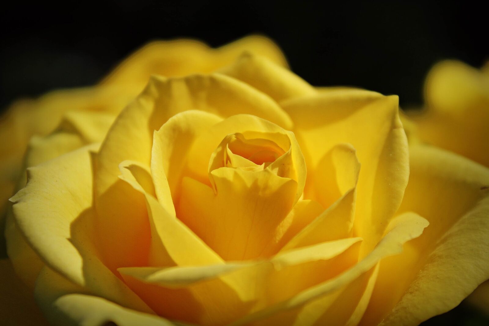 Canon EOS 1200D (EOS Rebel T5 / EOS Kiss X70 / EOS Hi) sample photo. Rose, yellow, flower photography