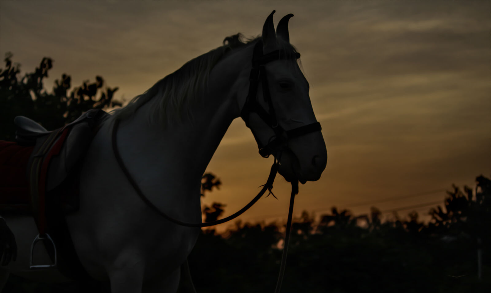 Canon EF-S 55-250mm F4-5.6 IS II sample photo. Horse, nature, sunset photography