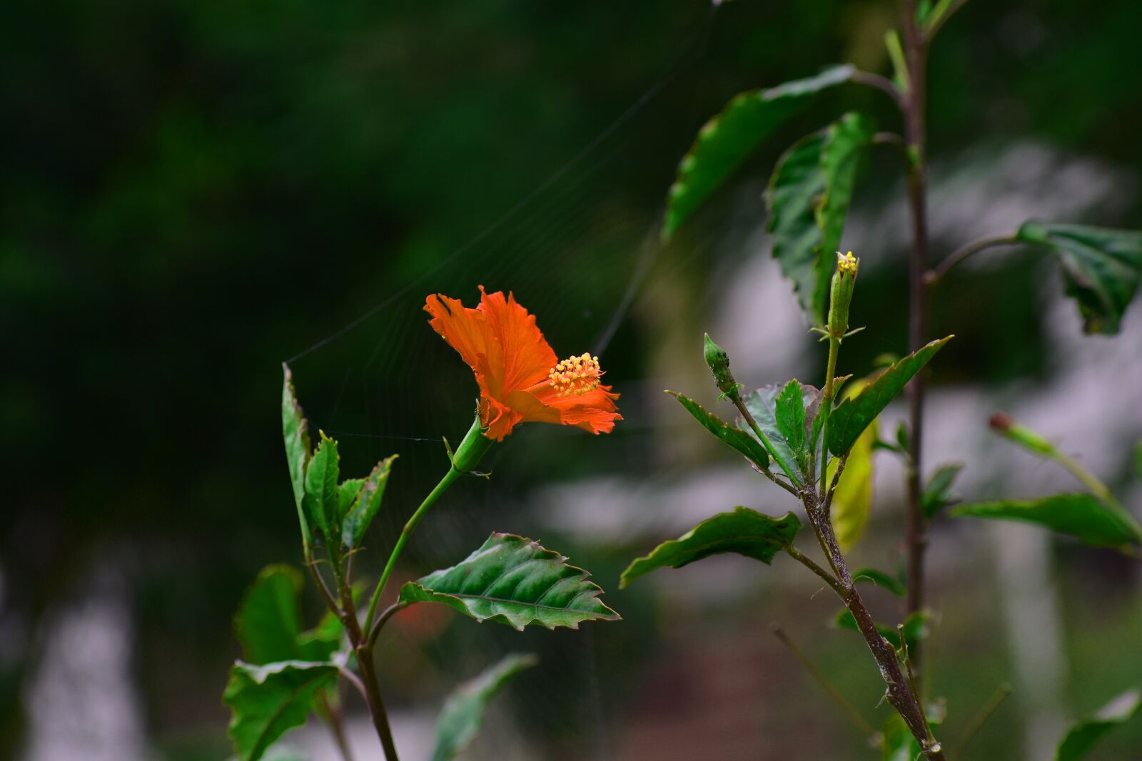 Nikon D3400 sample photo. Wild flower, nature, flowers photography