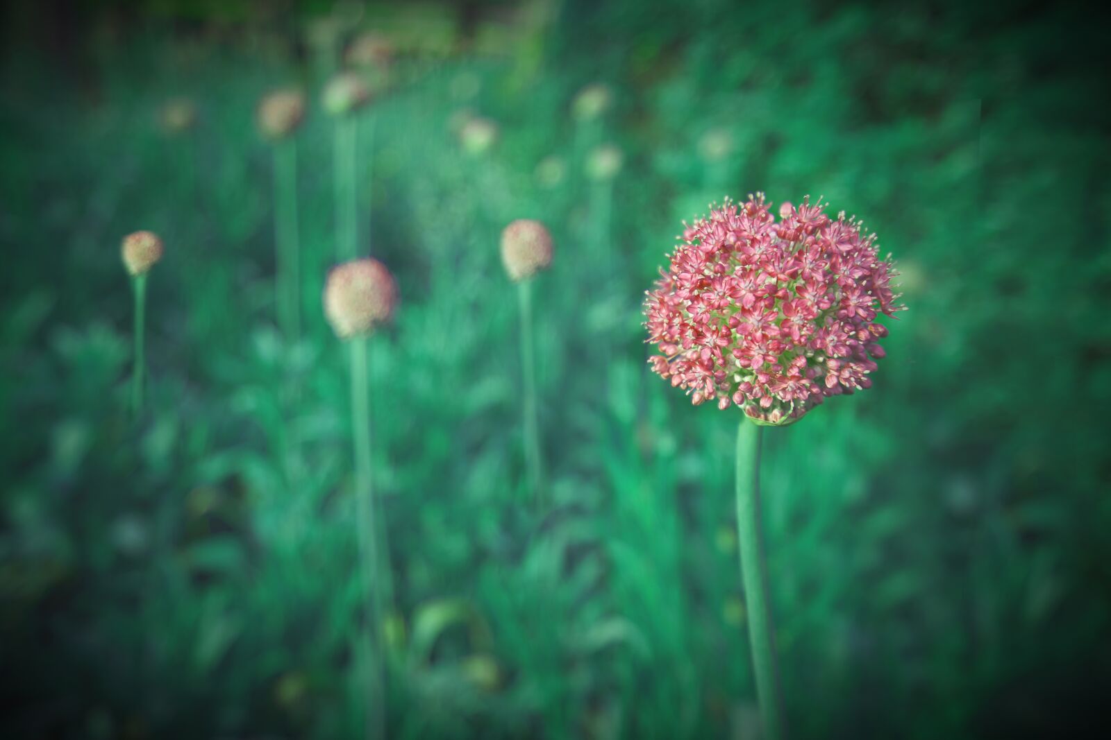 Sony a7R III sample photo. Plants, flowers, nature photography