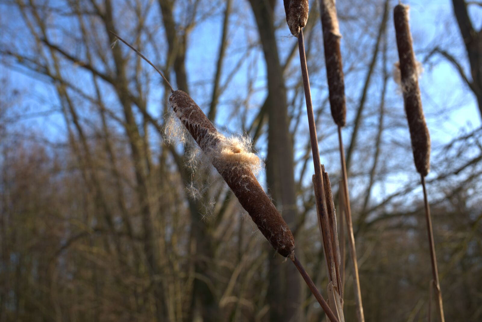 Sony FE 50mm F2.8 Macro sample photo. Cattail, sky, blue photography