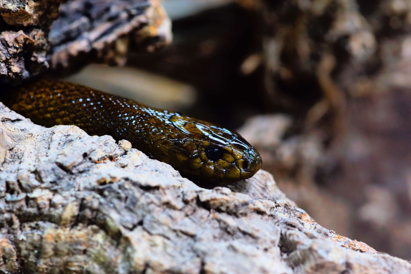 Sony a99 II sample photo. Snake, inland taipan, threatening photography