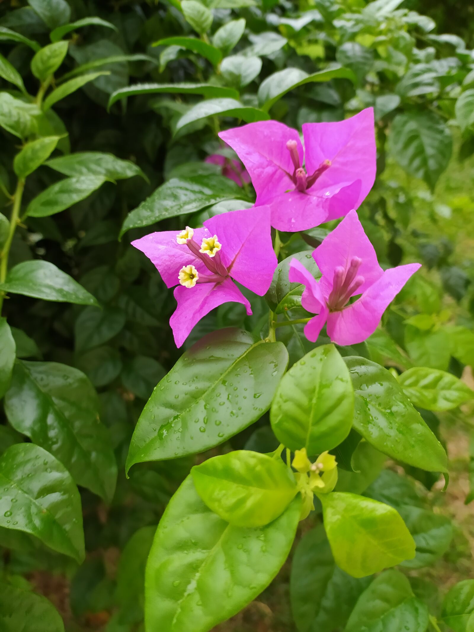Xiaomi Redmi Note 8T sample photo. Flowers, bougainvilleas, garden photography