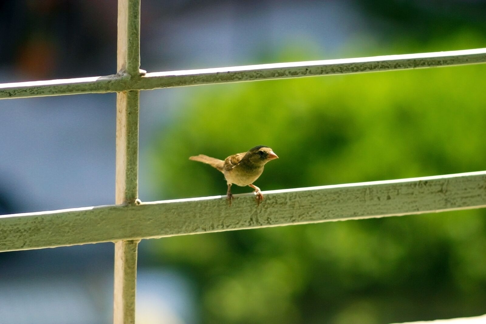 Canon EOS D60 sample photo. Little bird, curious, standing photography