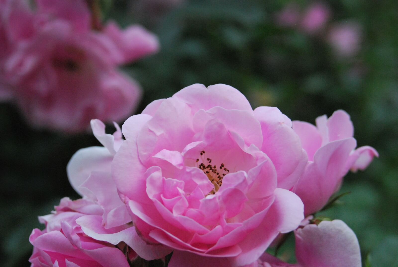 Nikon D80 sample photo. Summer, love, kiss photography