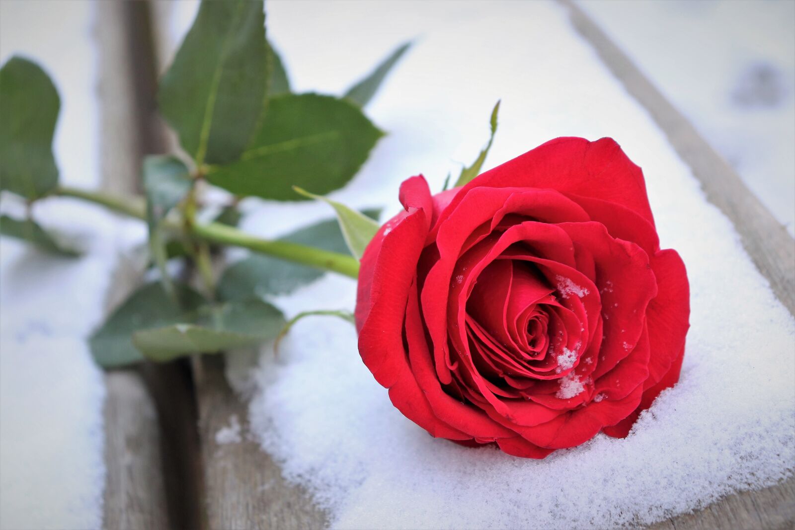 Canon EOS 200D (EOS Rebel SL2 / EOS Kiss X9) sample photo. Red rose on bench photography