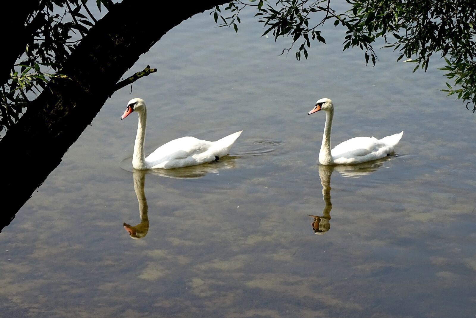 Sony Cyber-shot DSC-HX400V sample photo. Swans, birds, water photography