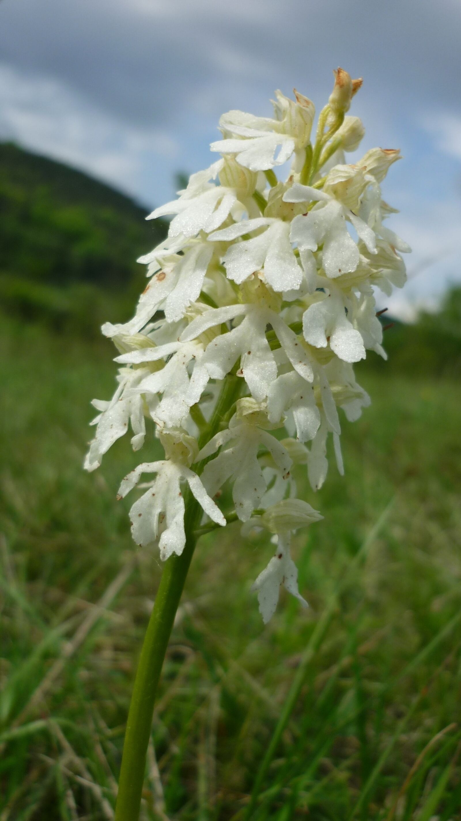 Panasonic Lumix DMC-FS6 sample photo. Orchis purpurea, albino, white photography