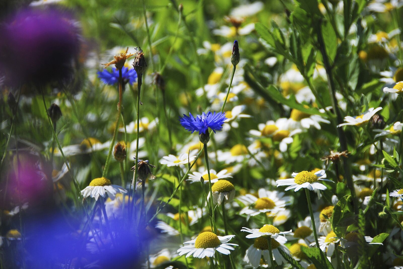 Nikon D80 sample photo. Meadow, wild flowers, plant photography