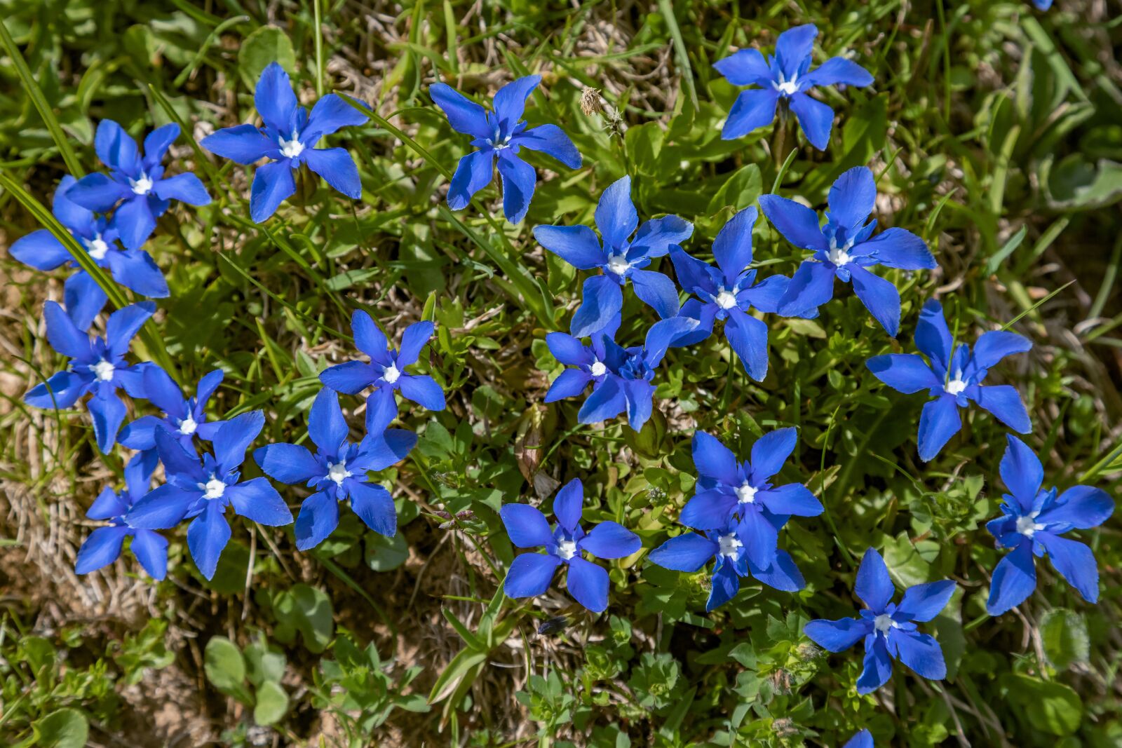 Canon EOS 5D Mark IV sample photo. Flowers, blue, nature photography