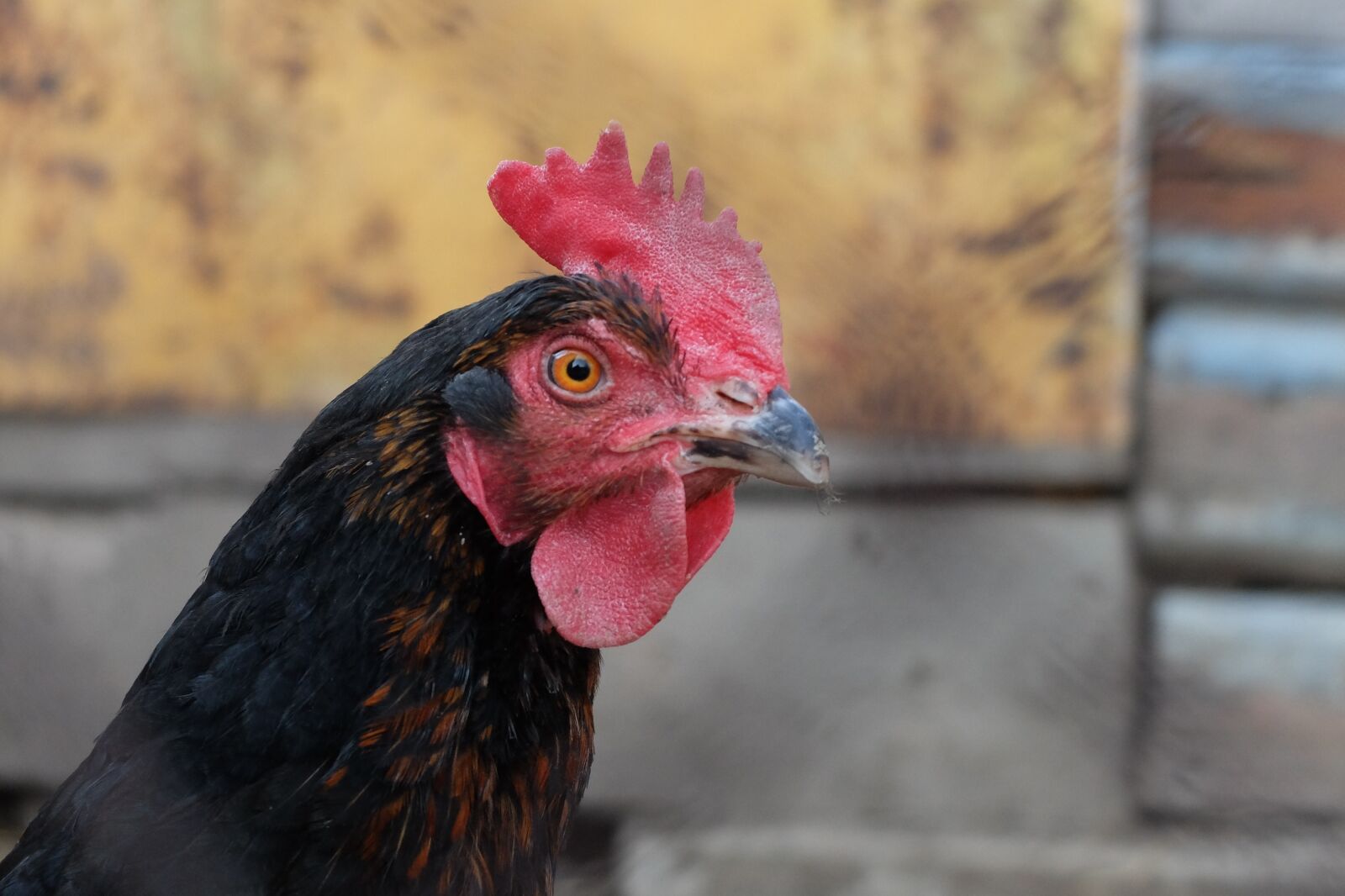 Fujifilm X30 sample photo. Cock, village, animals photography