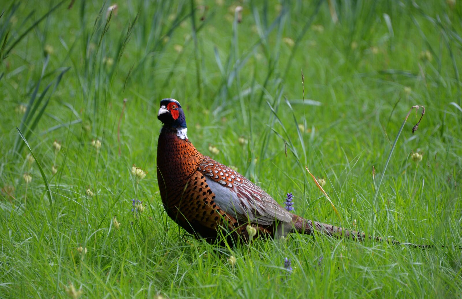 Nikon D610 sample photo. Pheasant, hunting, bird photography