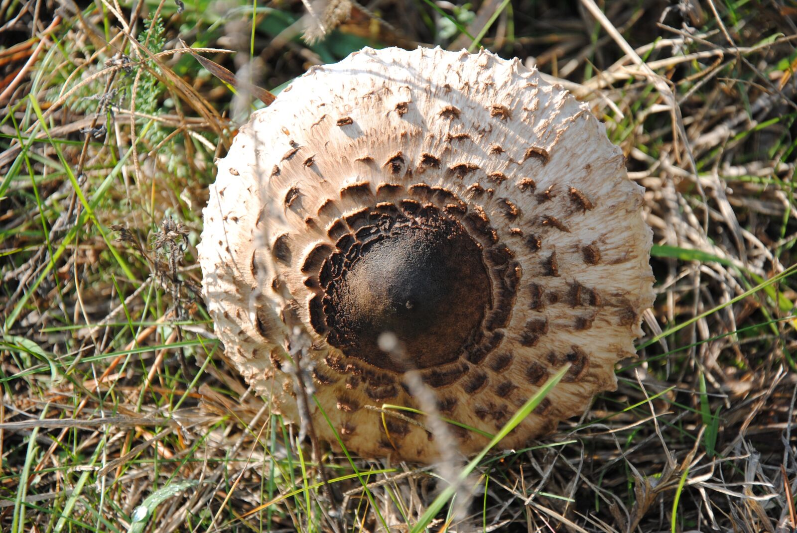 Nikon D3000 sample photo. Mushroom, autumn, forest photography
