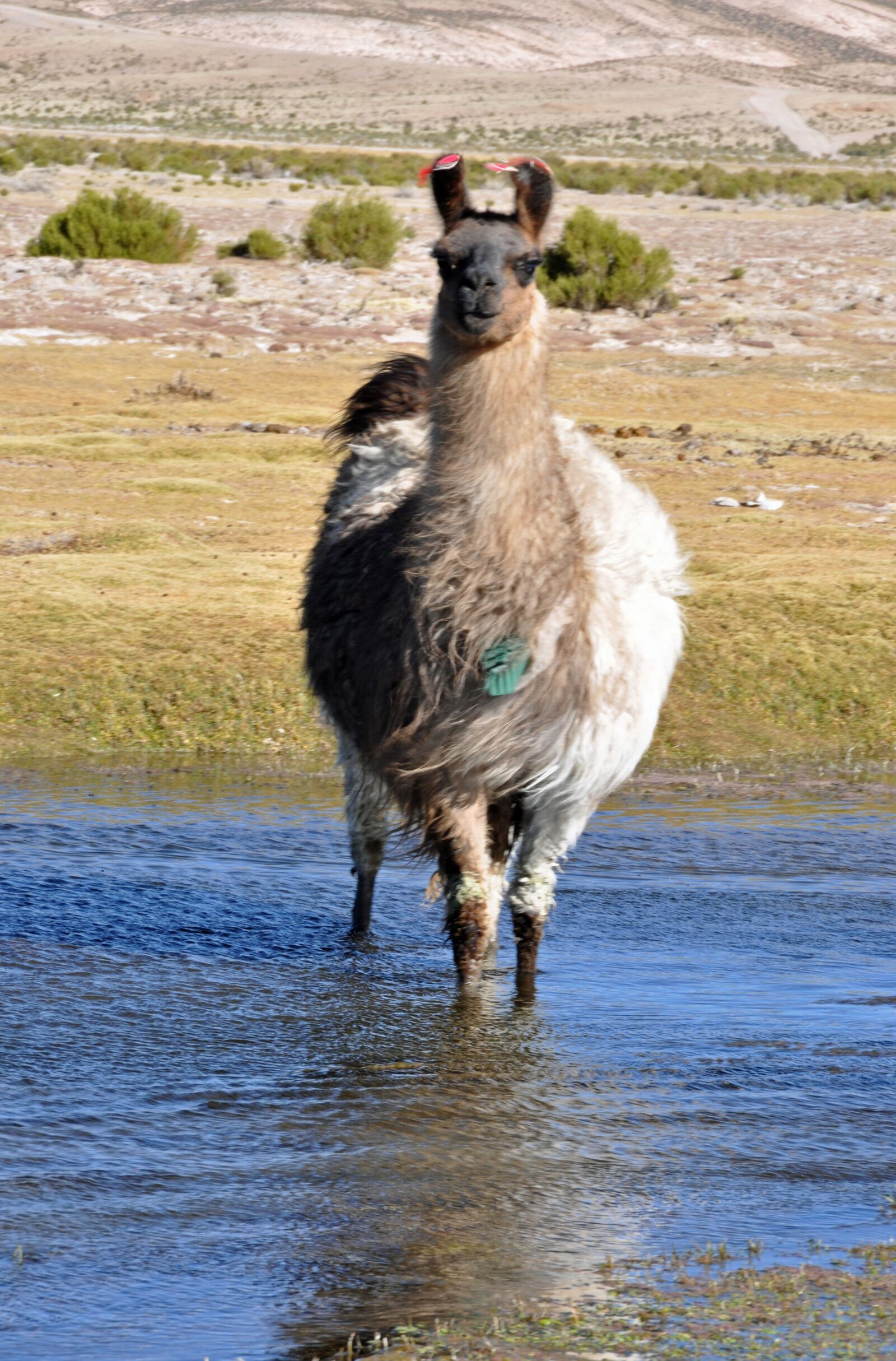 Nikon D90 sample photo. Lama, nature, bolivia photography