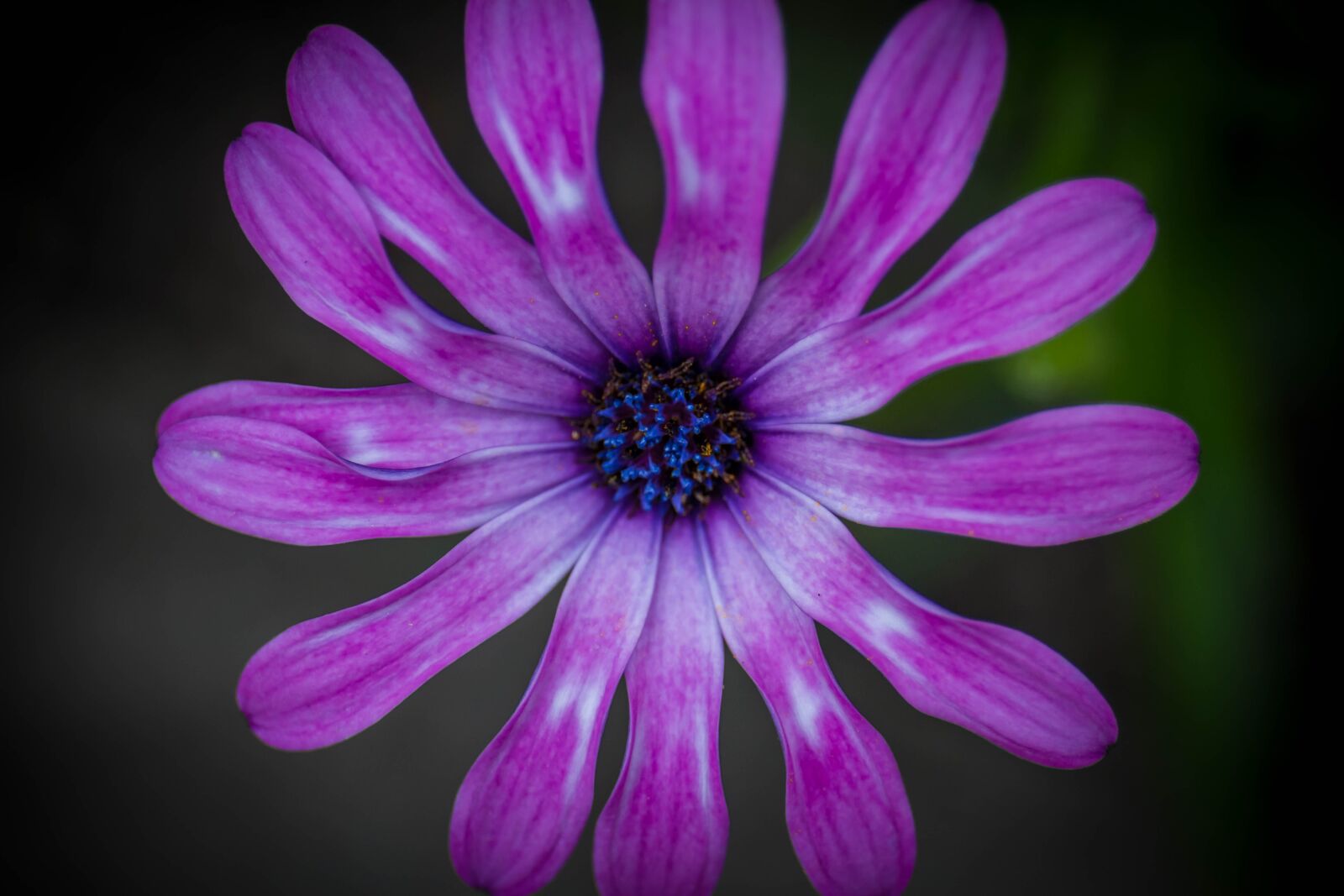 Canon EOS 7D + Canon EF 24-70mm F4L IS USM sample photo. Flower, petal, purple photography