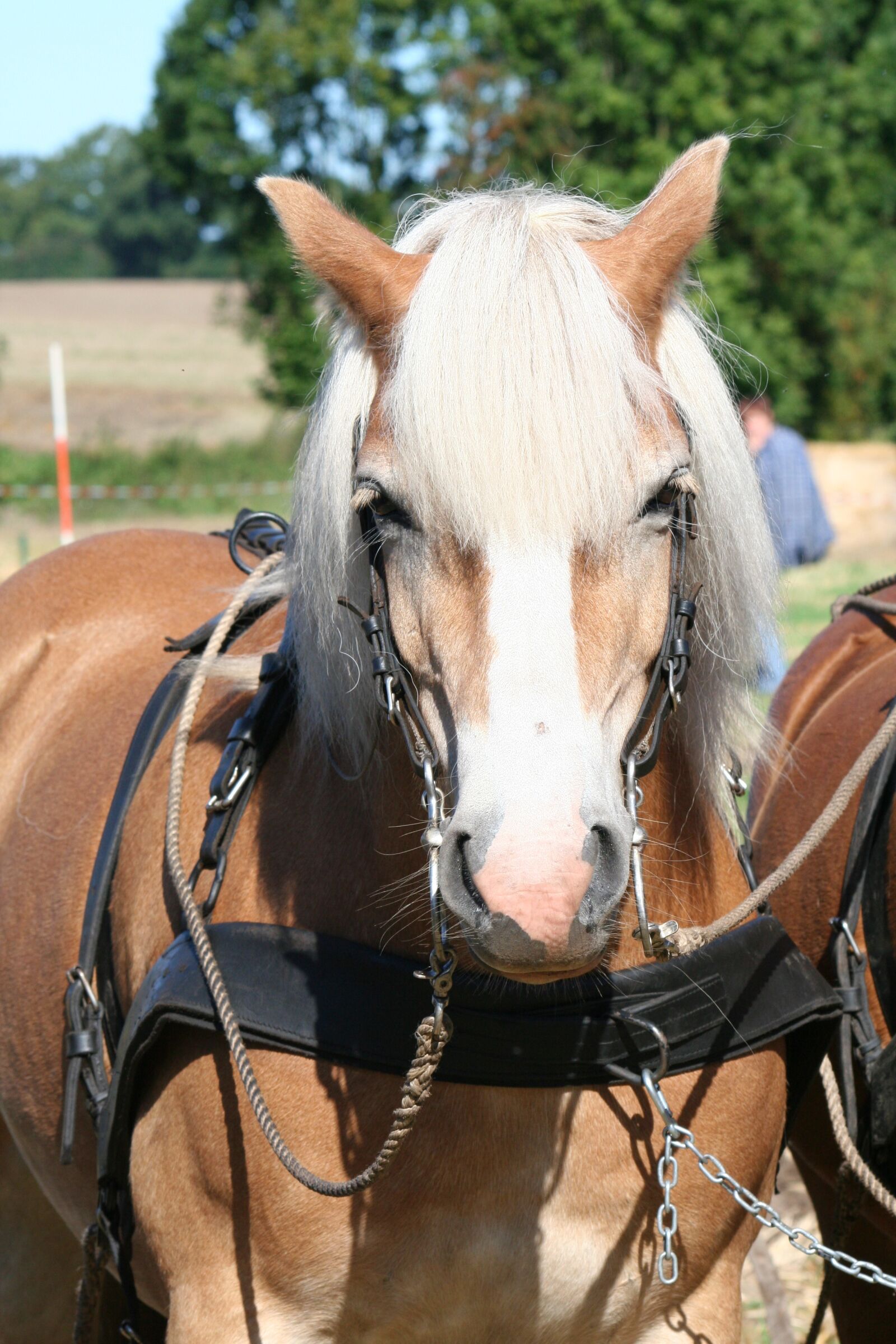 Canon EOS 350D (EOS Digital Rebel XT / EOS Kiss Digital N) sample photo. Horse, kaltblut, cold blooded photography