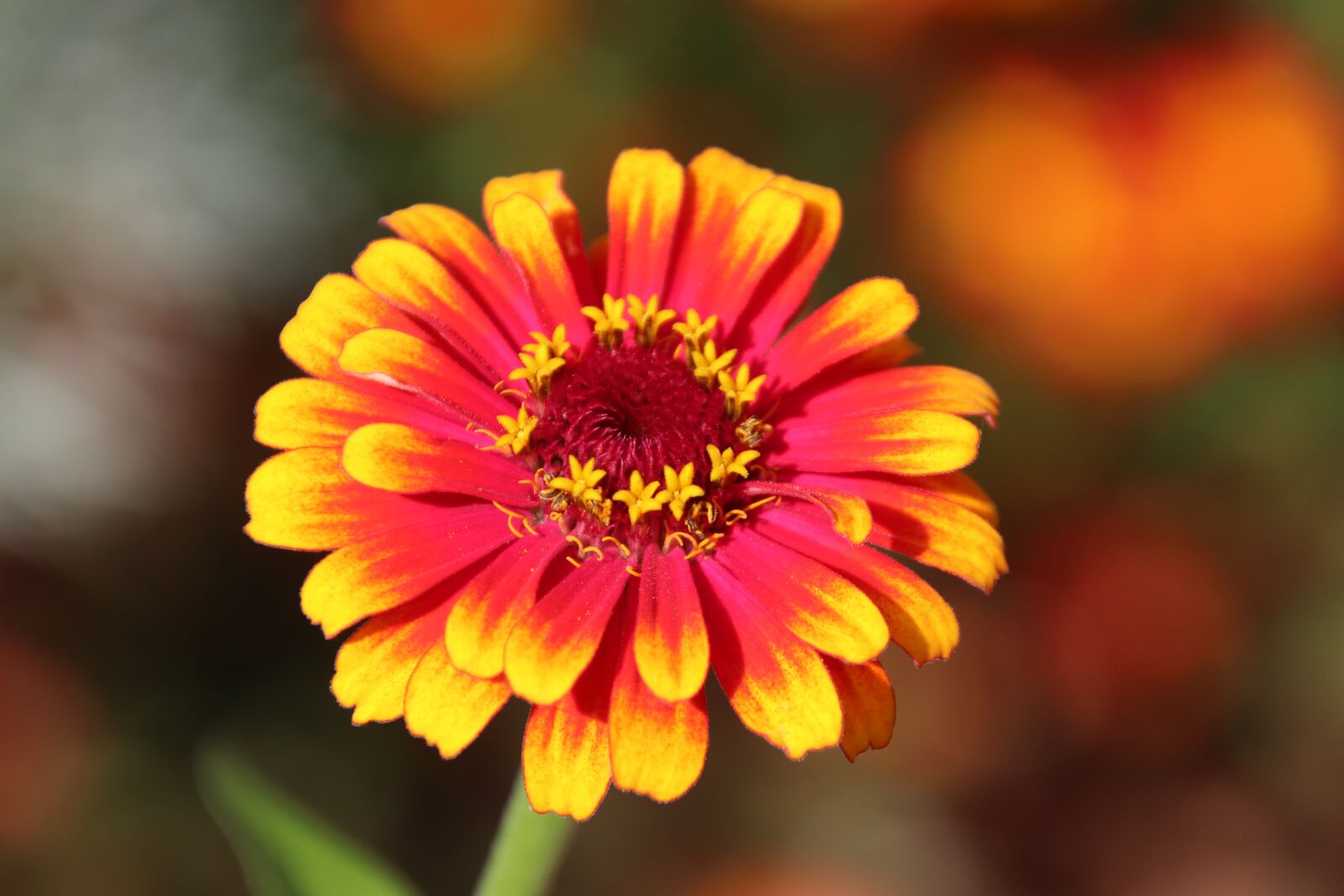 Canon EOS 800D (EOS Rebel T7i / EOS Kiss X9i) sample photo. Flower, plants, yellow photography