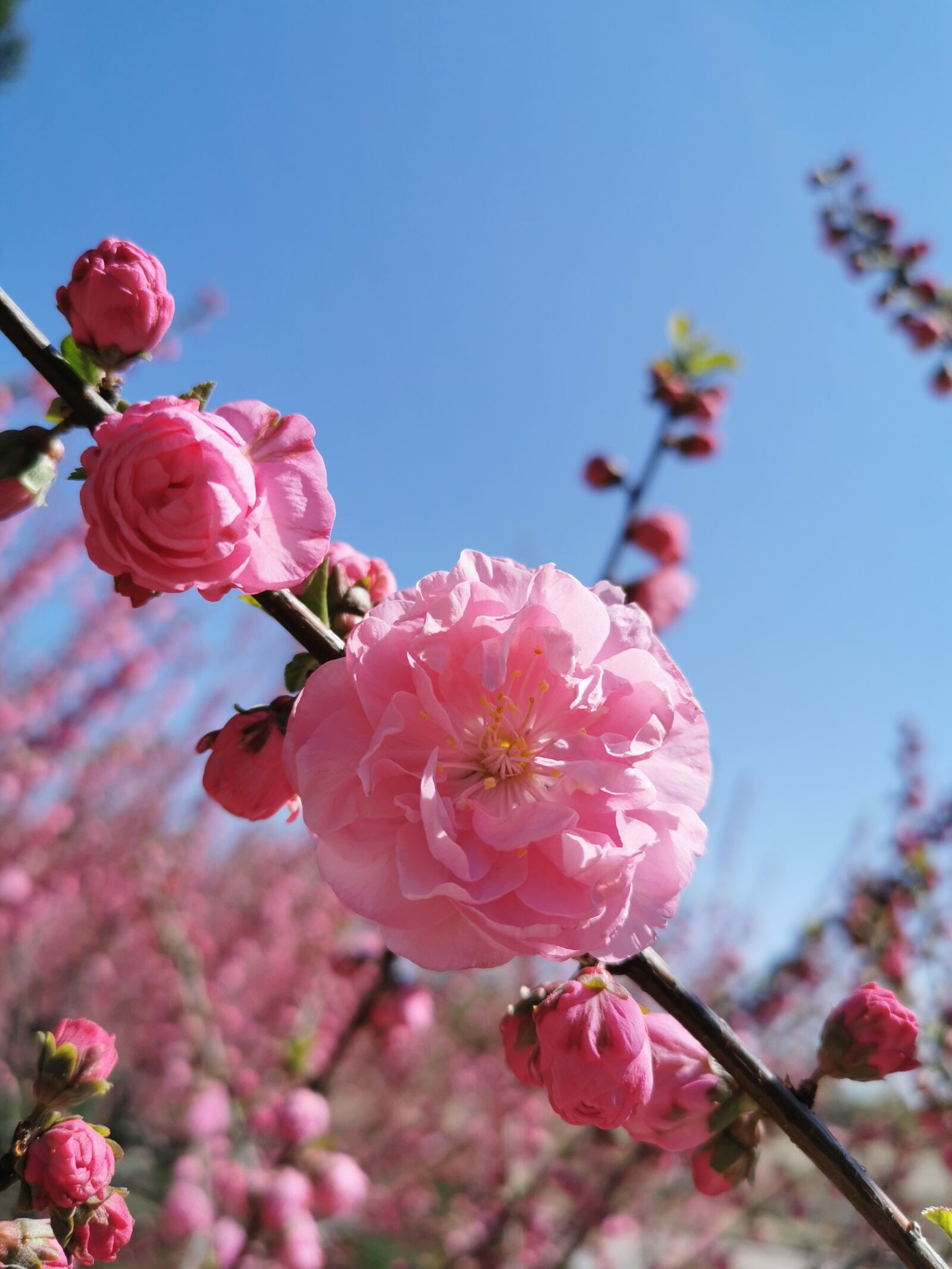 HUAWEI P30 sample photo. Prunus triloba, pink, flower photography
