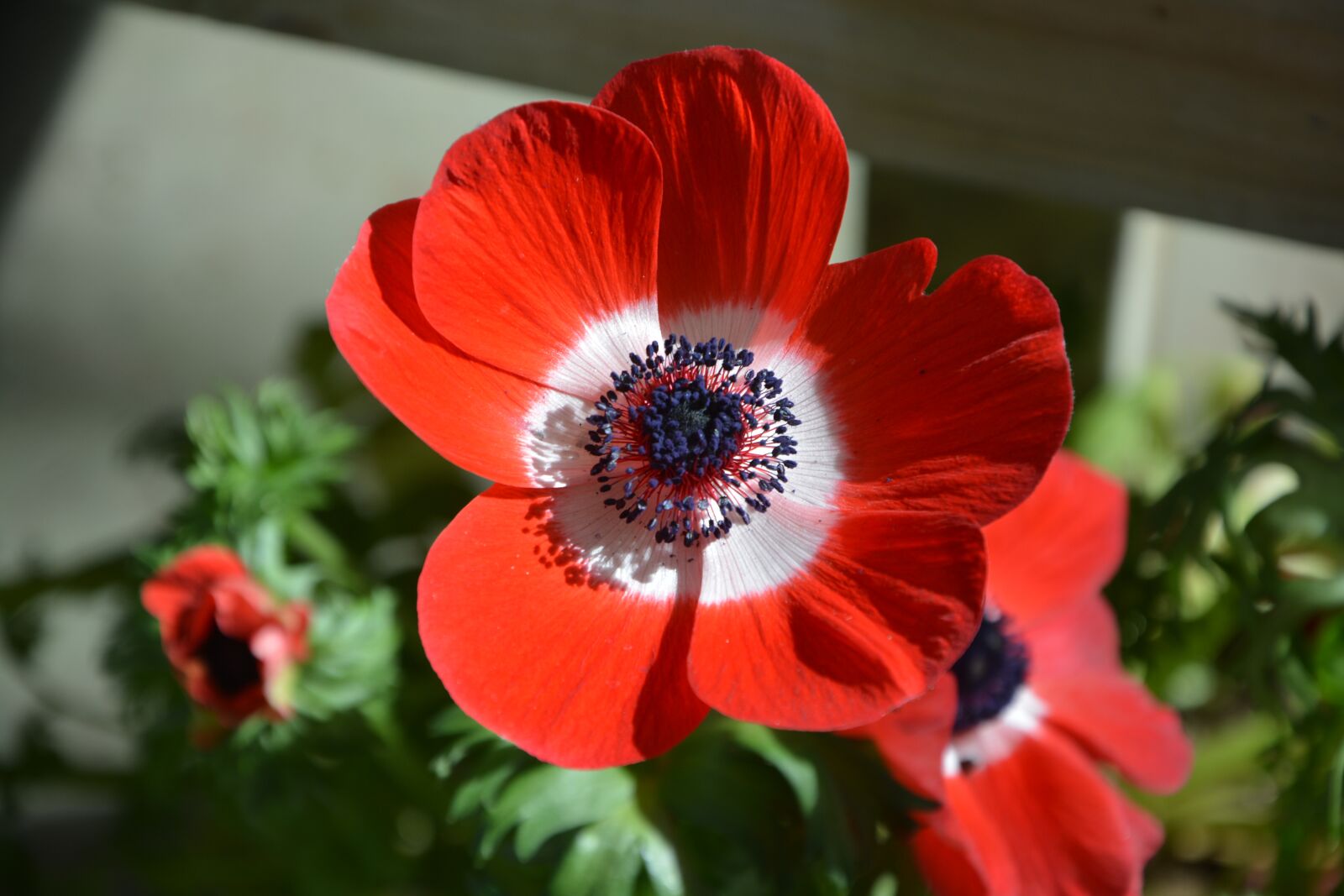 Nikon D5200 sample photo. Flower, poppy flower, plant photography