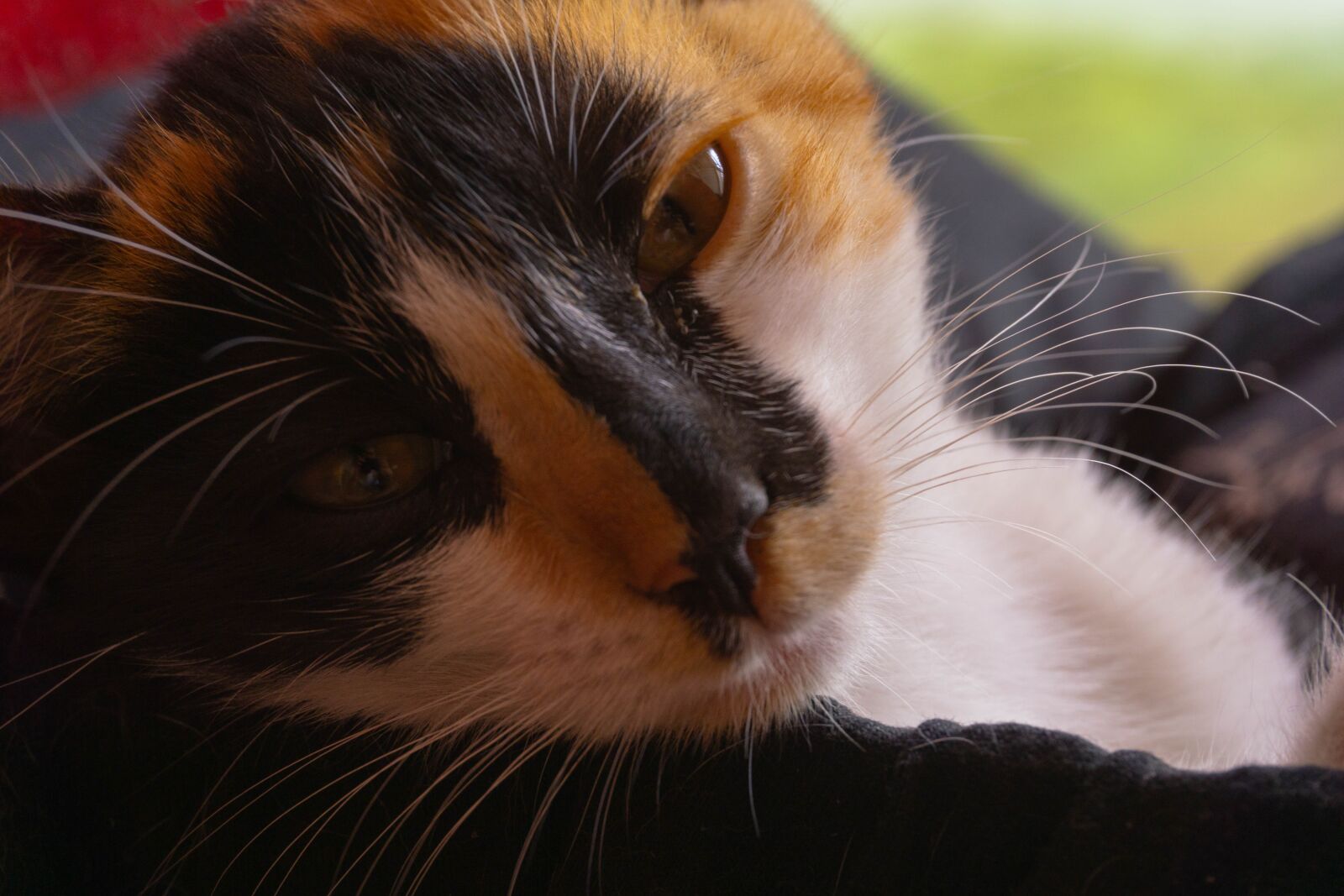 Sony a6000 sample photo. Cat, domestic cat, wild photography