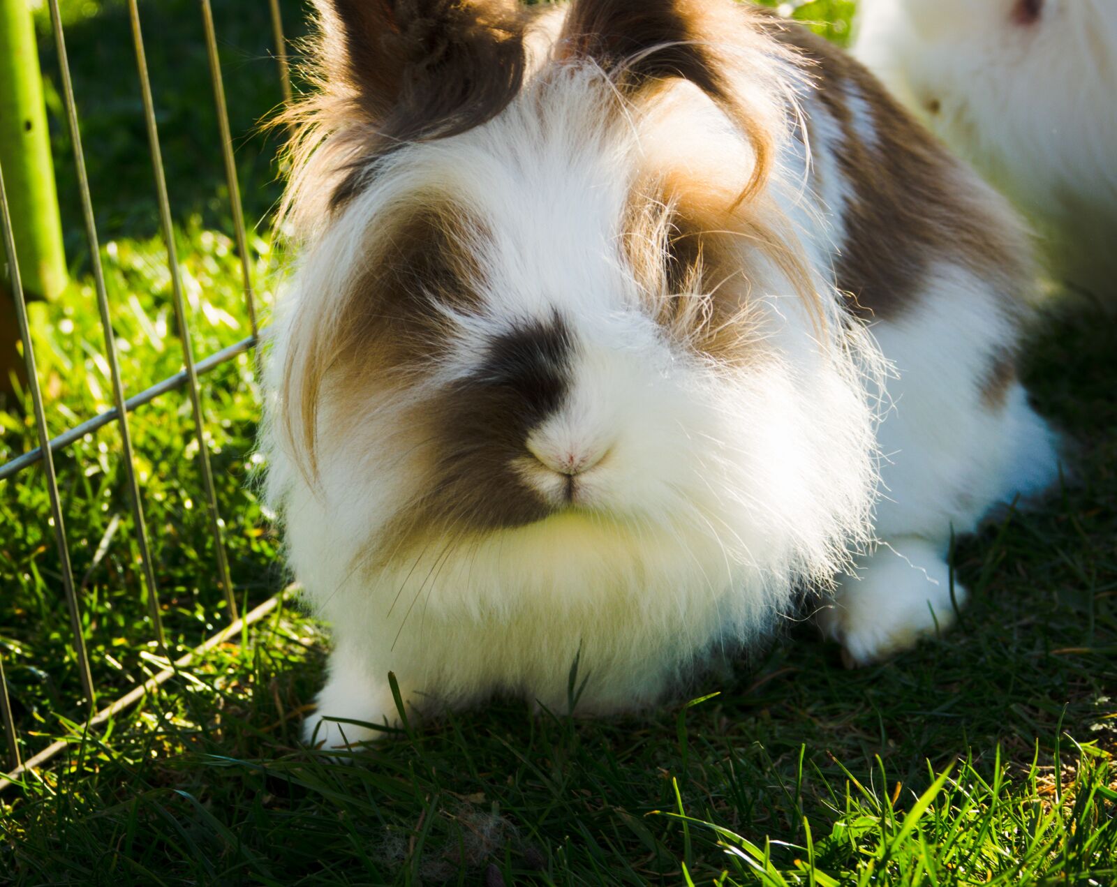 Sony Cyber-shot DSC-RX10 III sample photo. Hare, rabbit, dwarf rabbit photography