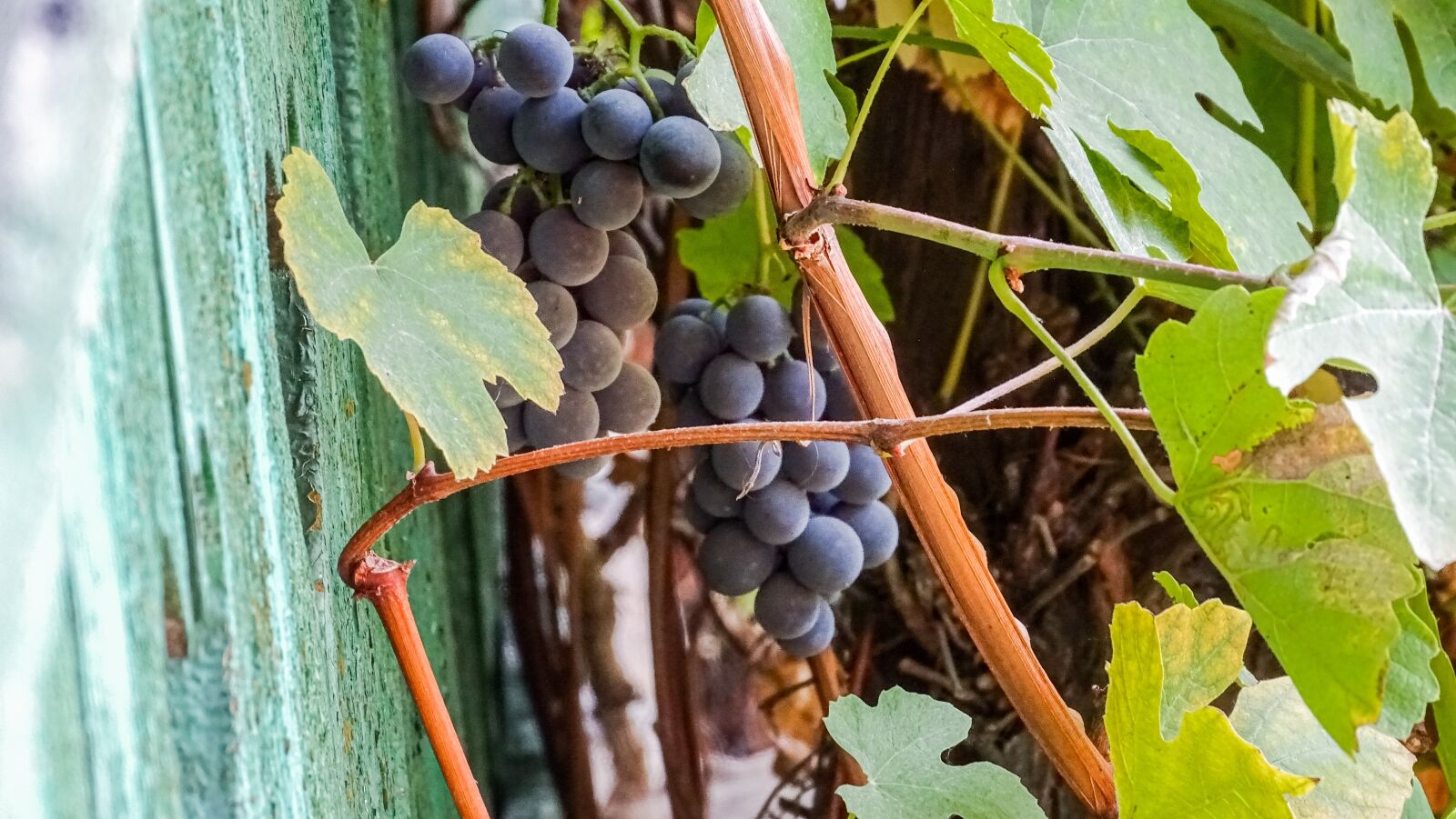 Sony Cyber-shot DSC-HX350 sample photo. Grape, autumn, leaves photography