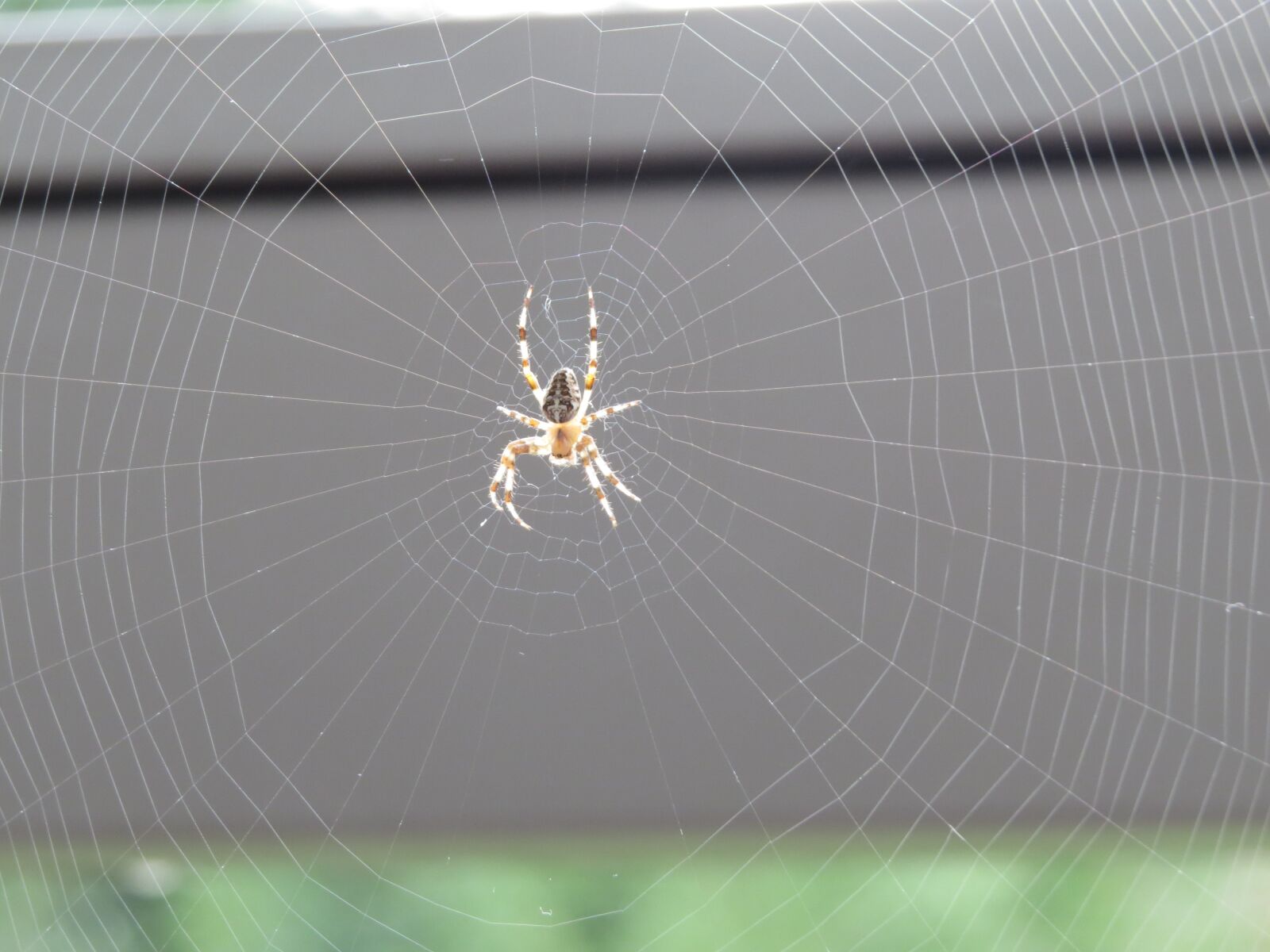 Canon PowerShot SX50 HS sample photo. Spider, cobweb, close up photography
