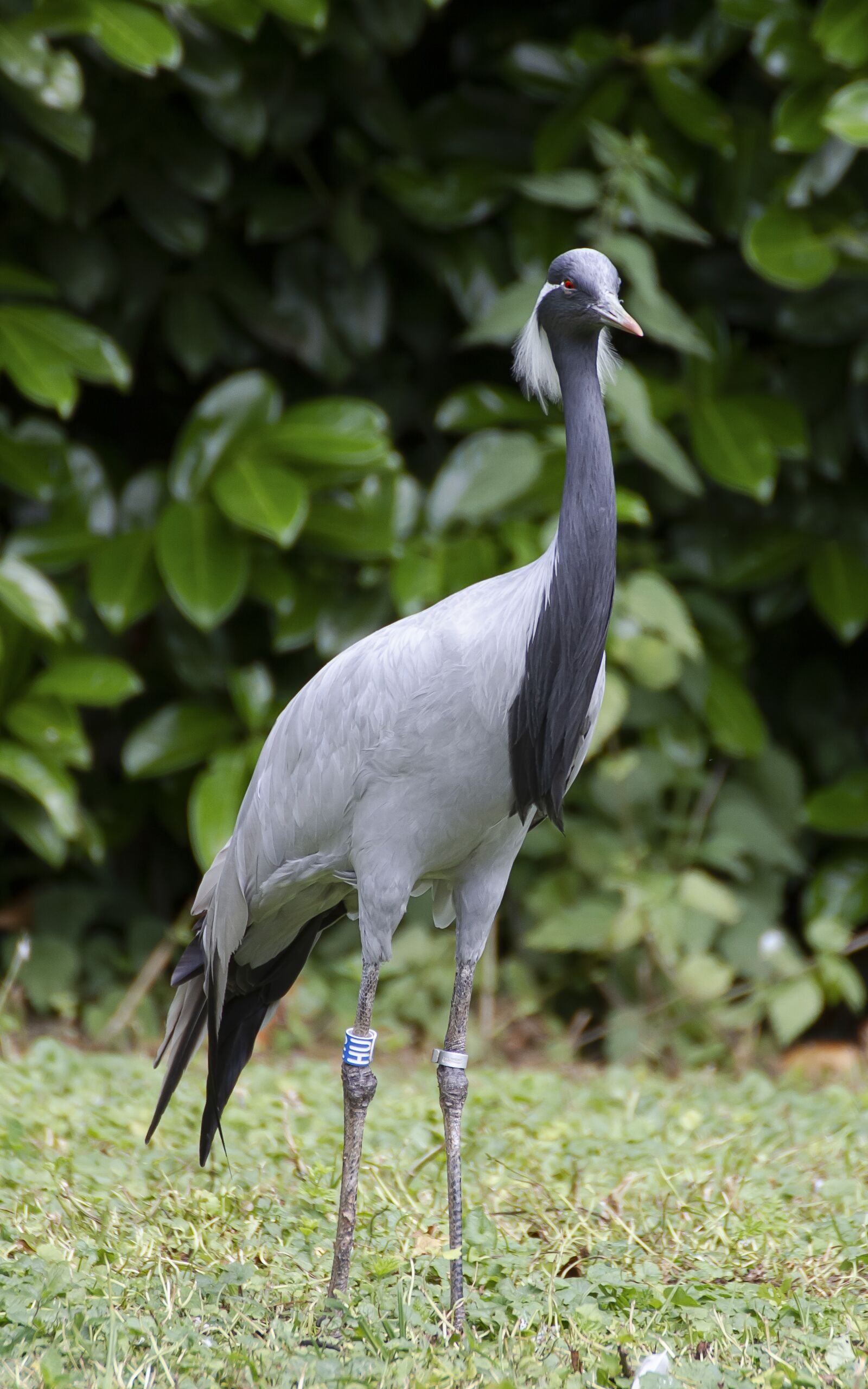 Canon EOS 7D sample photo. Bird, nature, animal photography