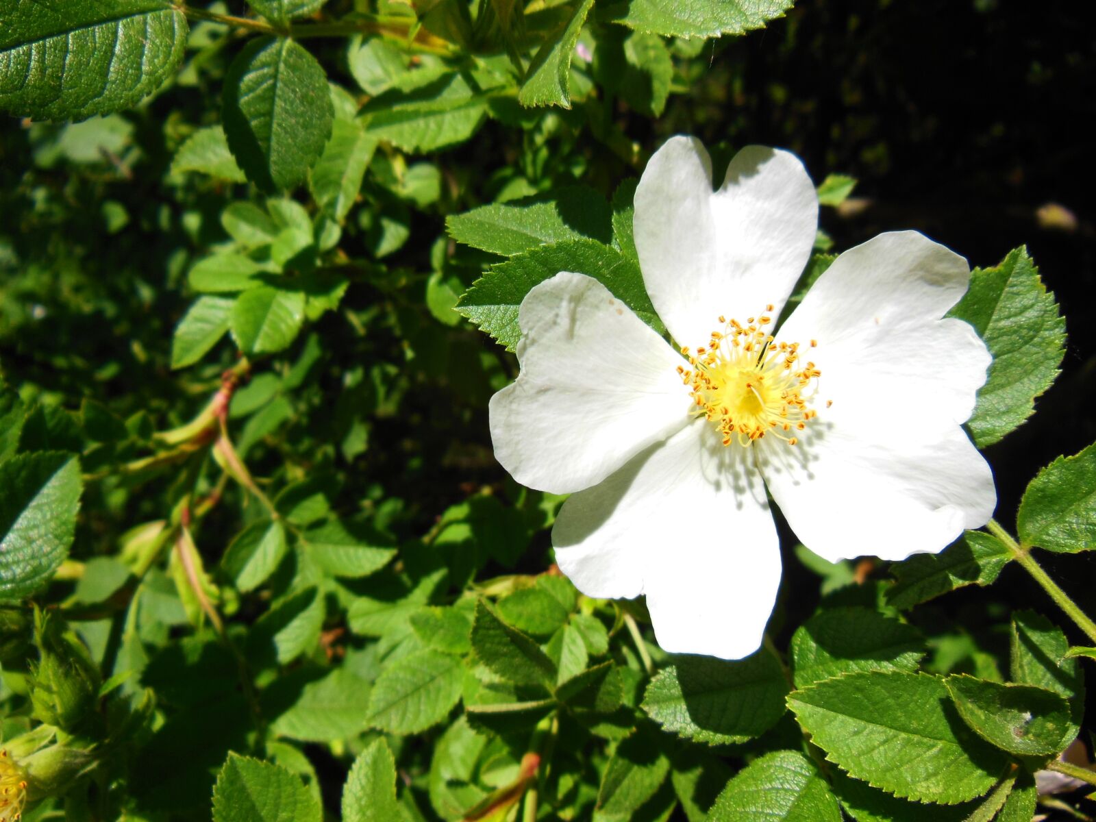 Nikon Coolpix S9300 sample photo. Hungary, flower, brian photography