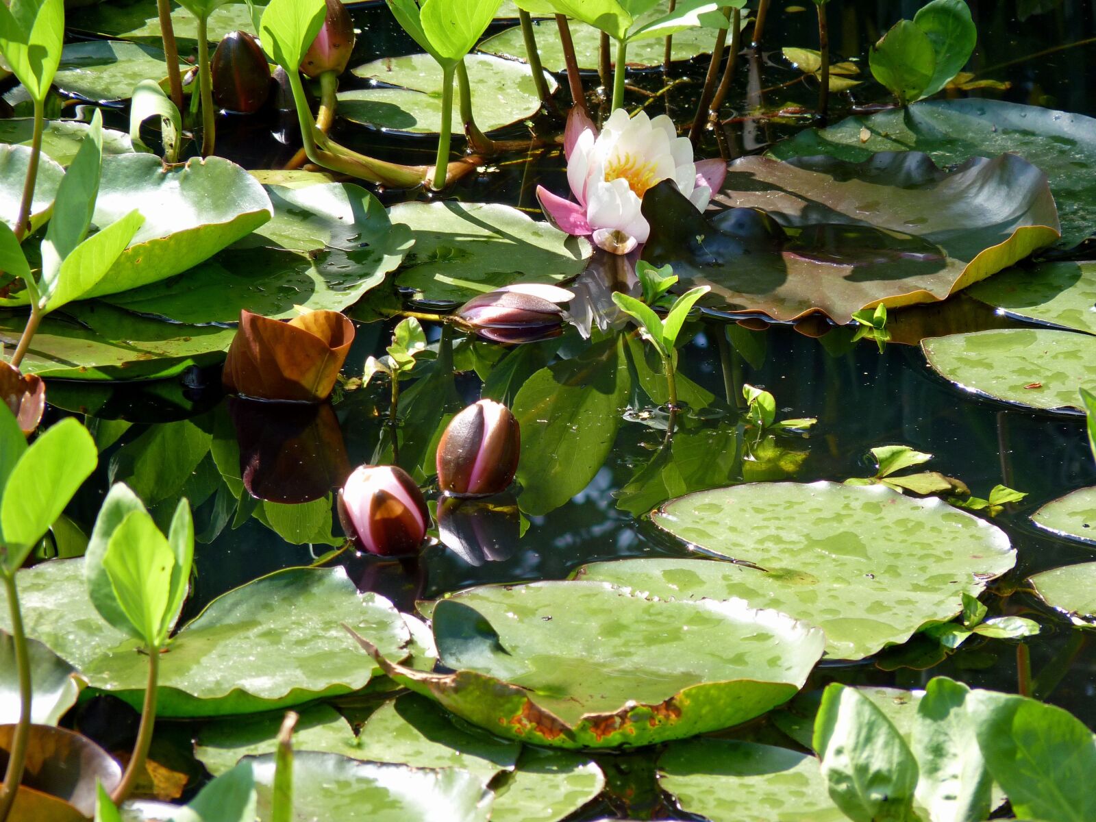 Panasonic Lumix DMC-FZ35 (Lumix DMC-FZ38) sample photo. Flower, water lily, aquatic photography