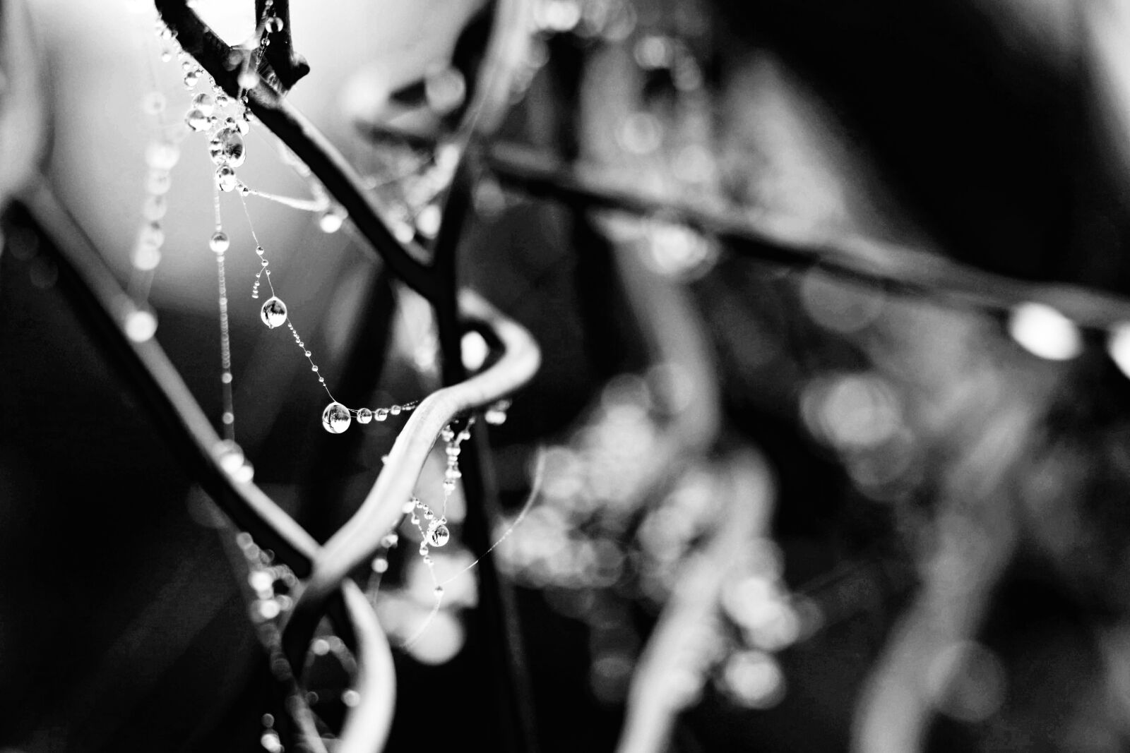 Canon EOS 77D (EOS 9000D / EOS 770D) sample photo. Wire, fence, metal photography