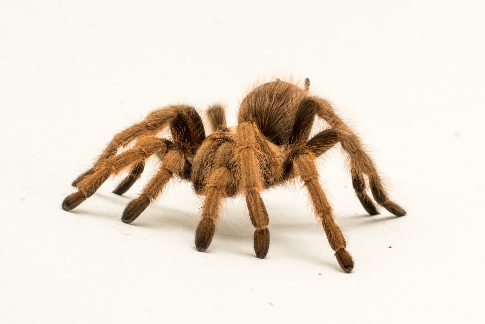 Nikon D7100 sample photo. Spider, hairy, legs photography