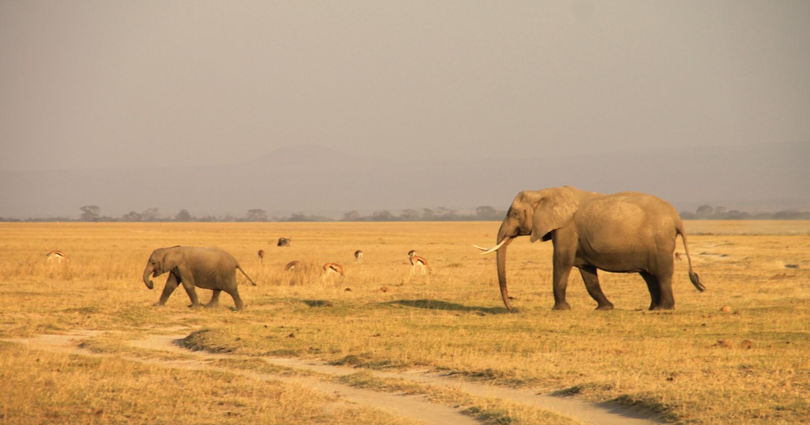 Canon EOS 500D (EOS Rebel T1i / EOS Kiss X3) sample photo. Kenya, elephant, amboseli photography