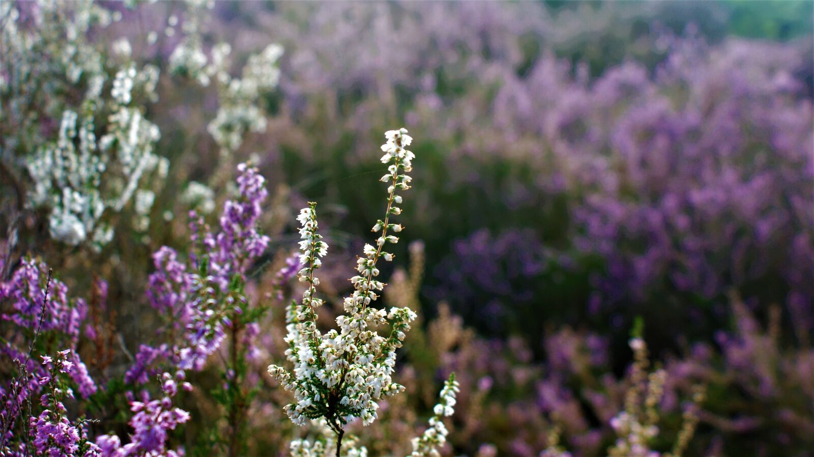 Sony Alpha DSLR-A350 sample photo. Heideveld, white heather, purple photography