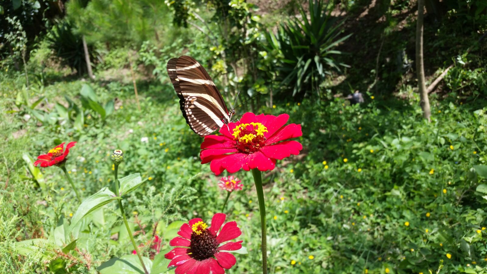Samsung Galaxy S5 sample photo. Flower, butterfly, garden photography