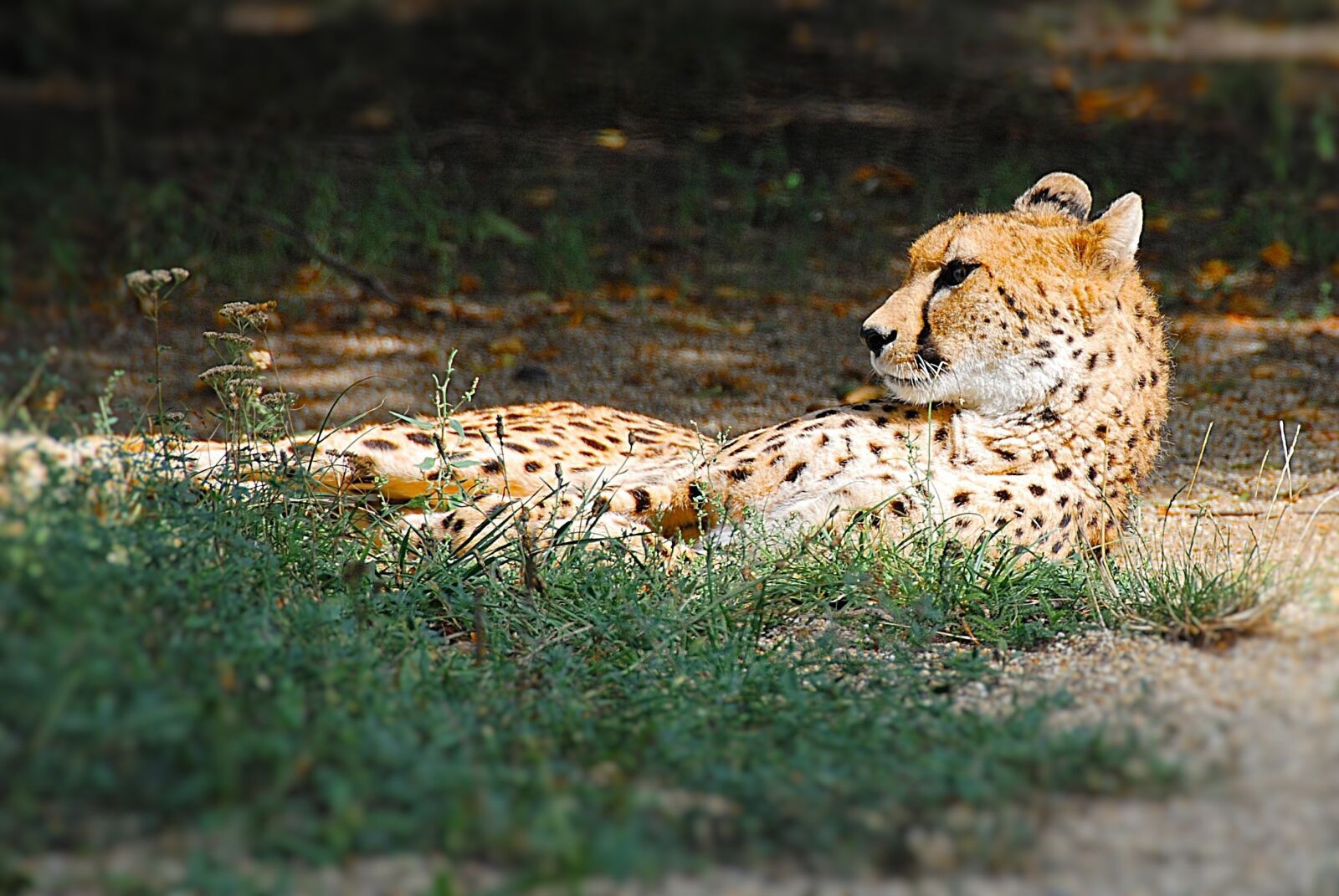 Nikon D80 sample photo. Cheetah, lying, big cat photography