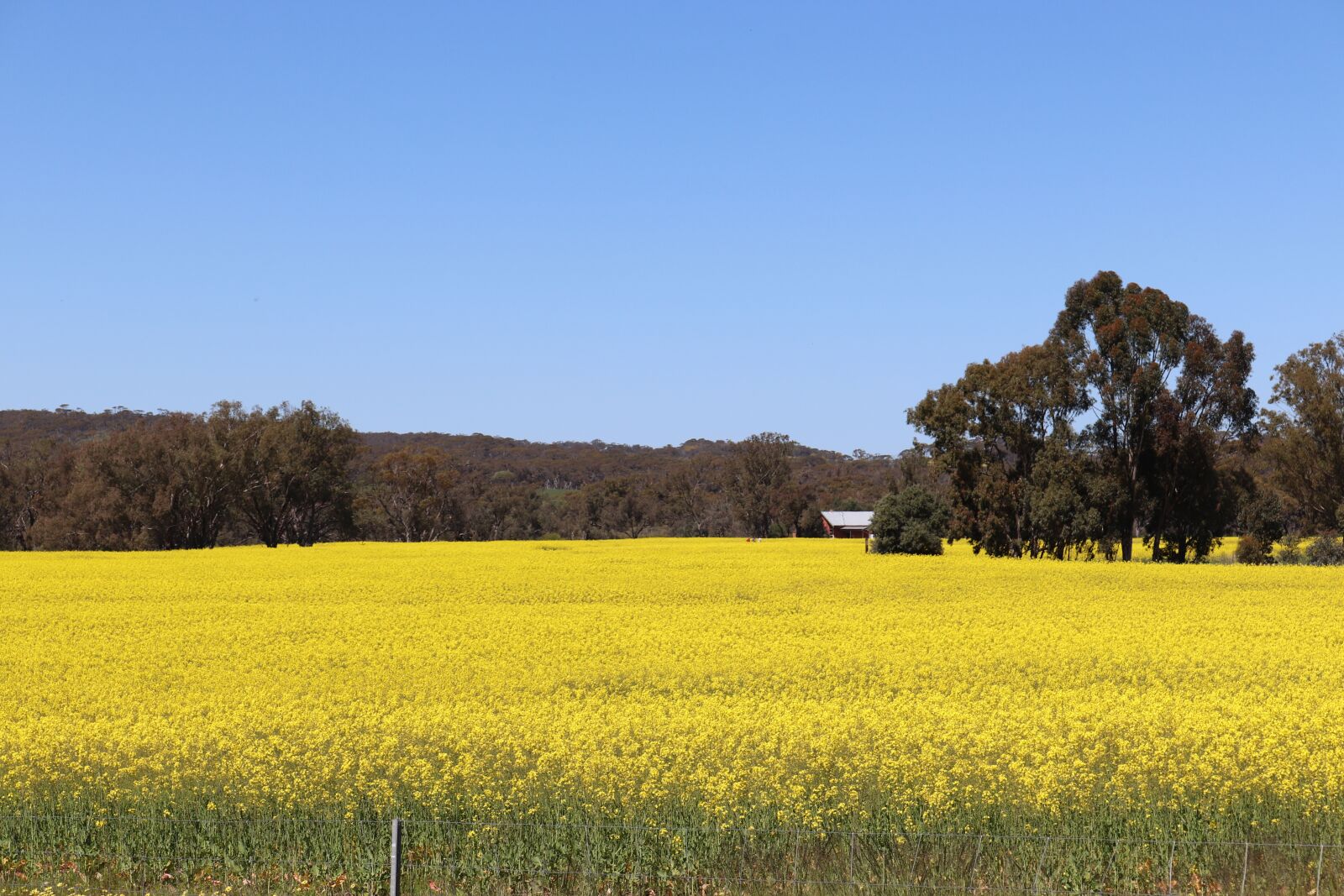 Canon EOS 800D (EOS Rebel T7i / EOS Kiss X9i) sample photo. Wild flowers, western australia photography