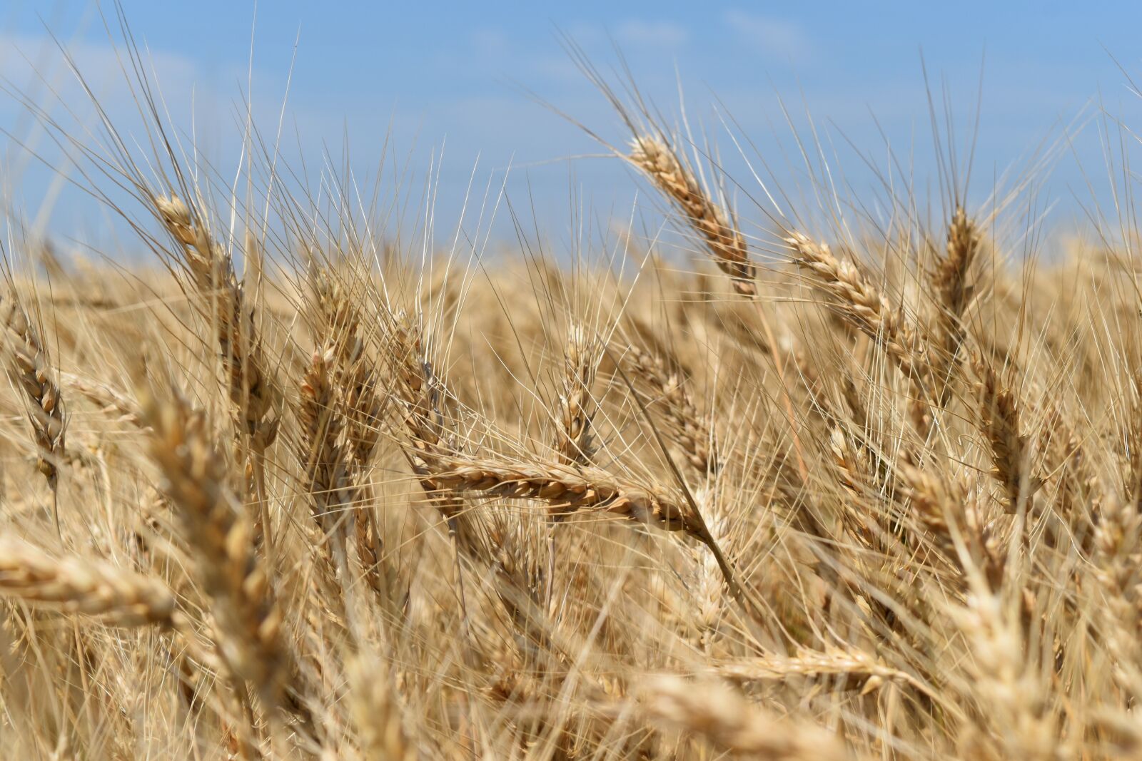 Nikon D5600 sample photo. Wheat, field, harvest photography